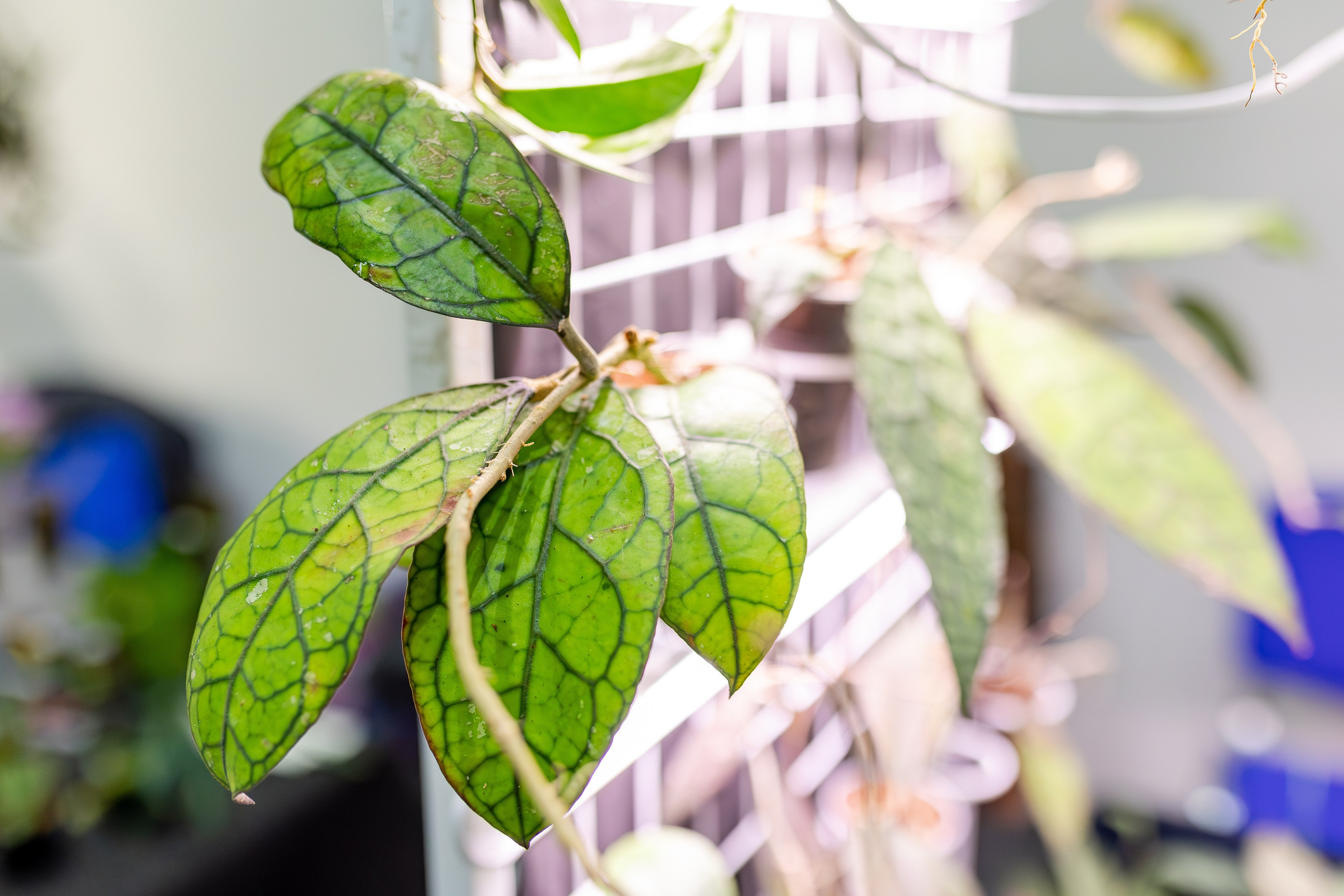 Монстериум апрель 2026. Александра Куликова фотограф, Москва