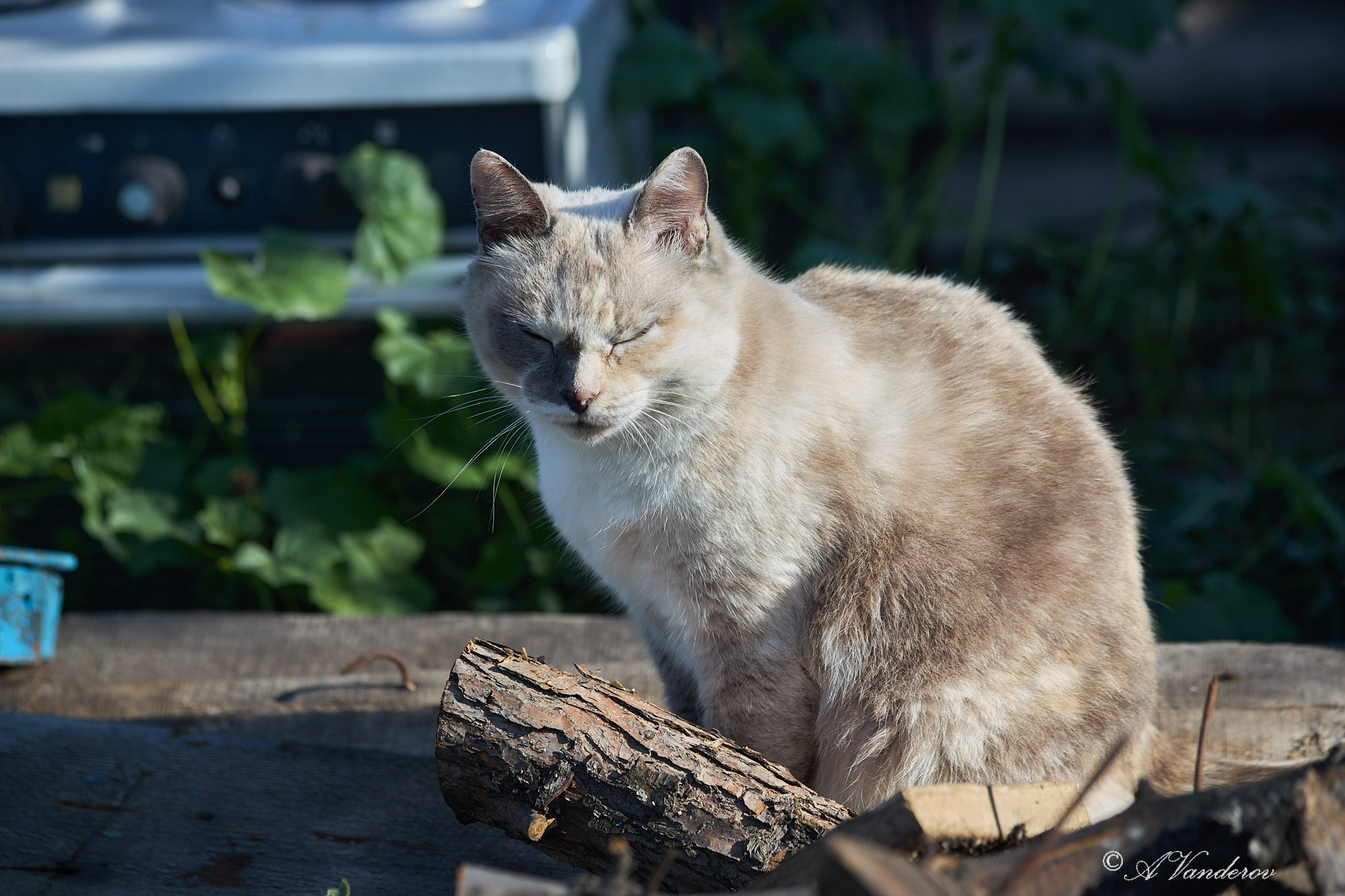 Село Савкино Баганского района Новосибирской области. Фотограф Омск | Александр Вандеров
