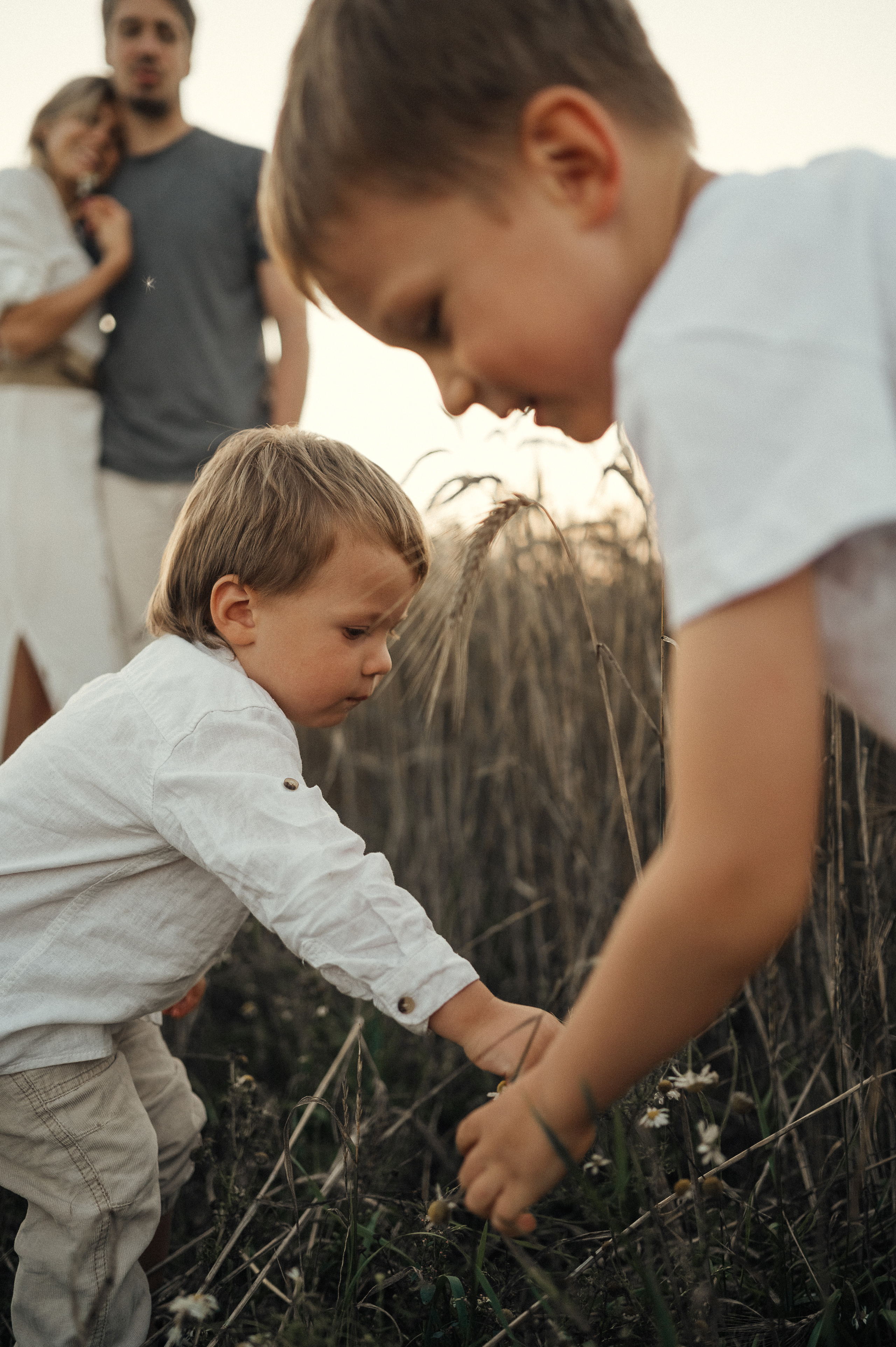 Семейная фотосессия в поле, пшеница. Фотограф и видеограф в Санкт-Петербурге Полина Янушко. Съёмка родов