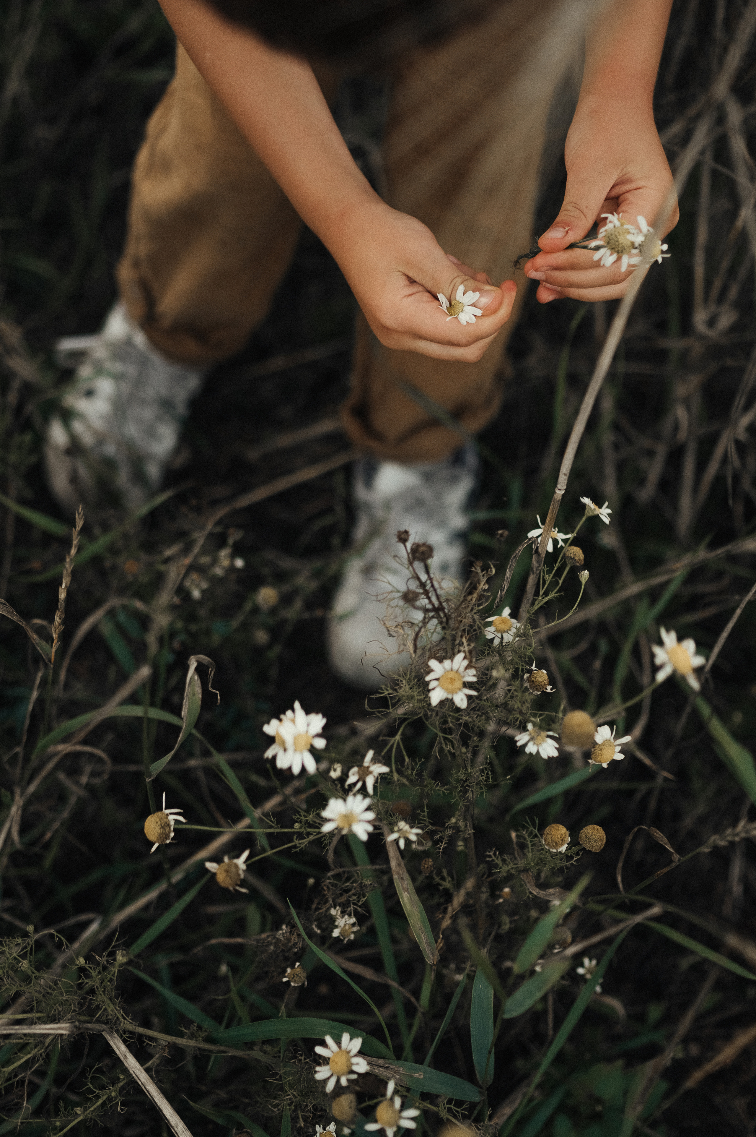 Семейная фотосессия в поле, пшеница. Фотограф и видеограф в Санкт-Петербурге Полина Янушко. Съёмка родов