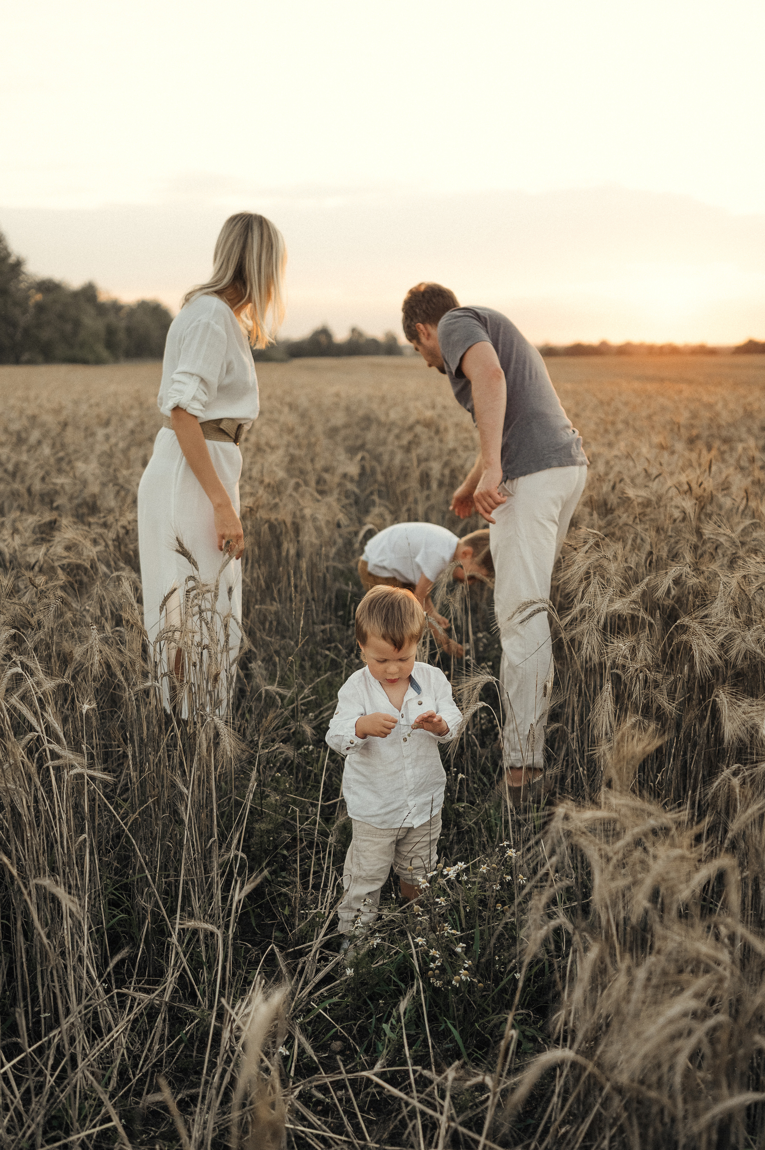 Семейная фотосессия в поле, пшеница. Фотограф и видеограф в Санкт-Петербурге Полина Янушко. Съёмка родов