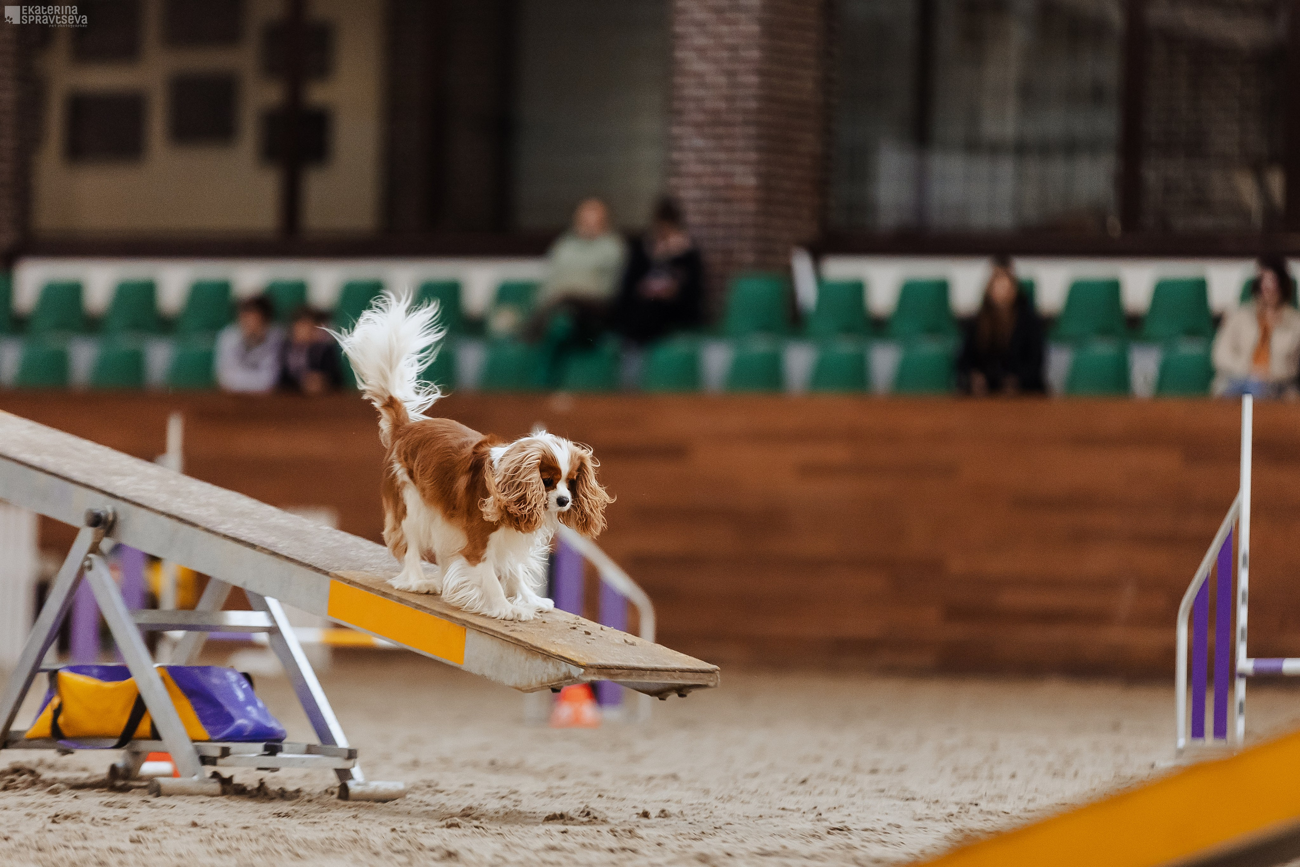 ЧРКФ Аджилити в Максима. Фотограф Анималист Екатерина Справцева в Нижнем Новгороде