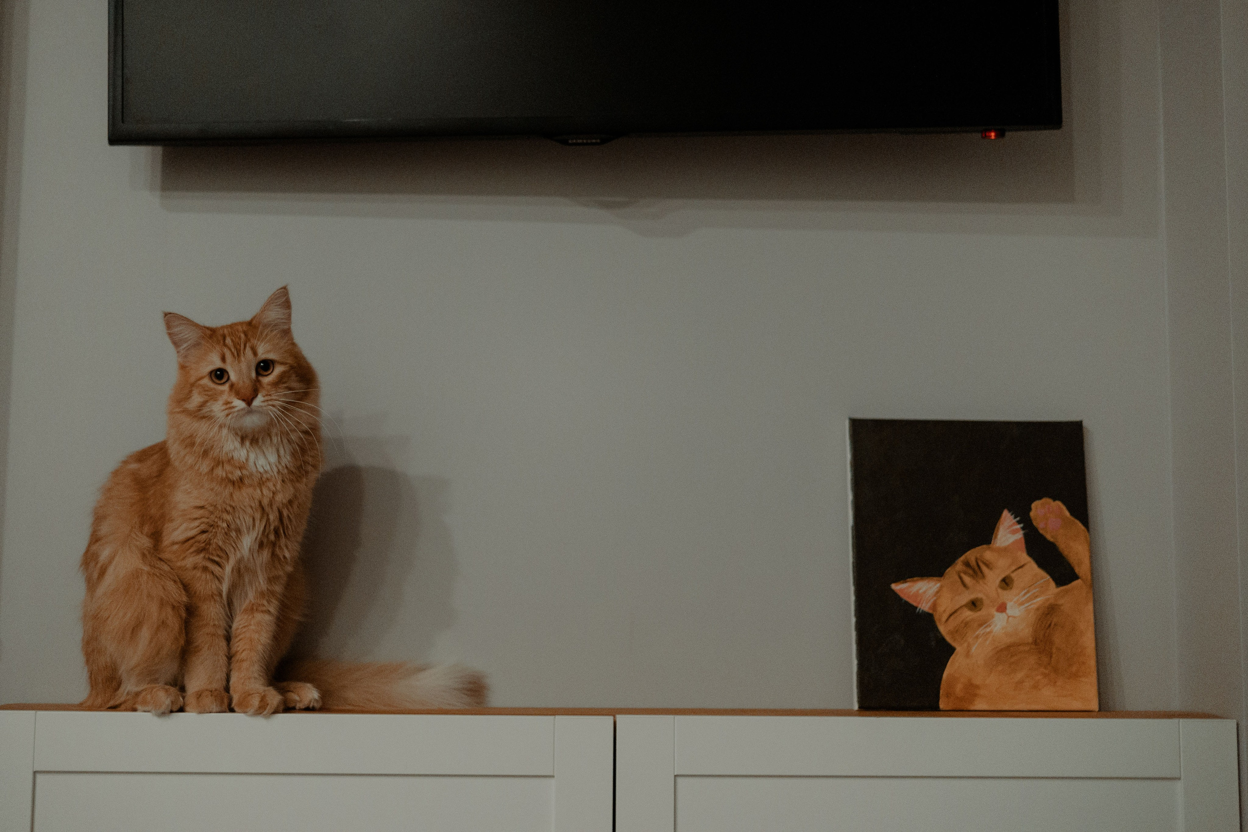 Рыжий Маффин, Алёна и Антон. Фотограф Анималист Екатерина Справцева в Нижнем Новгороде