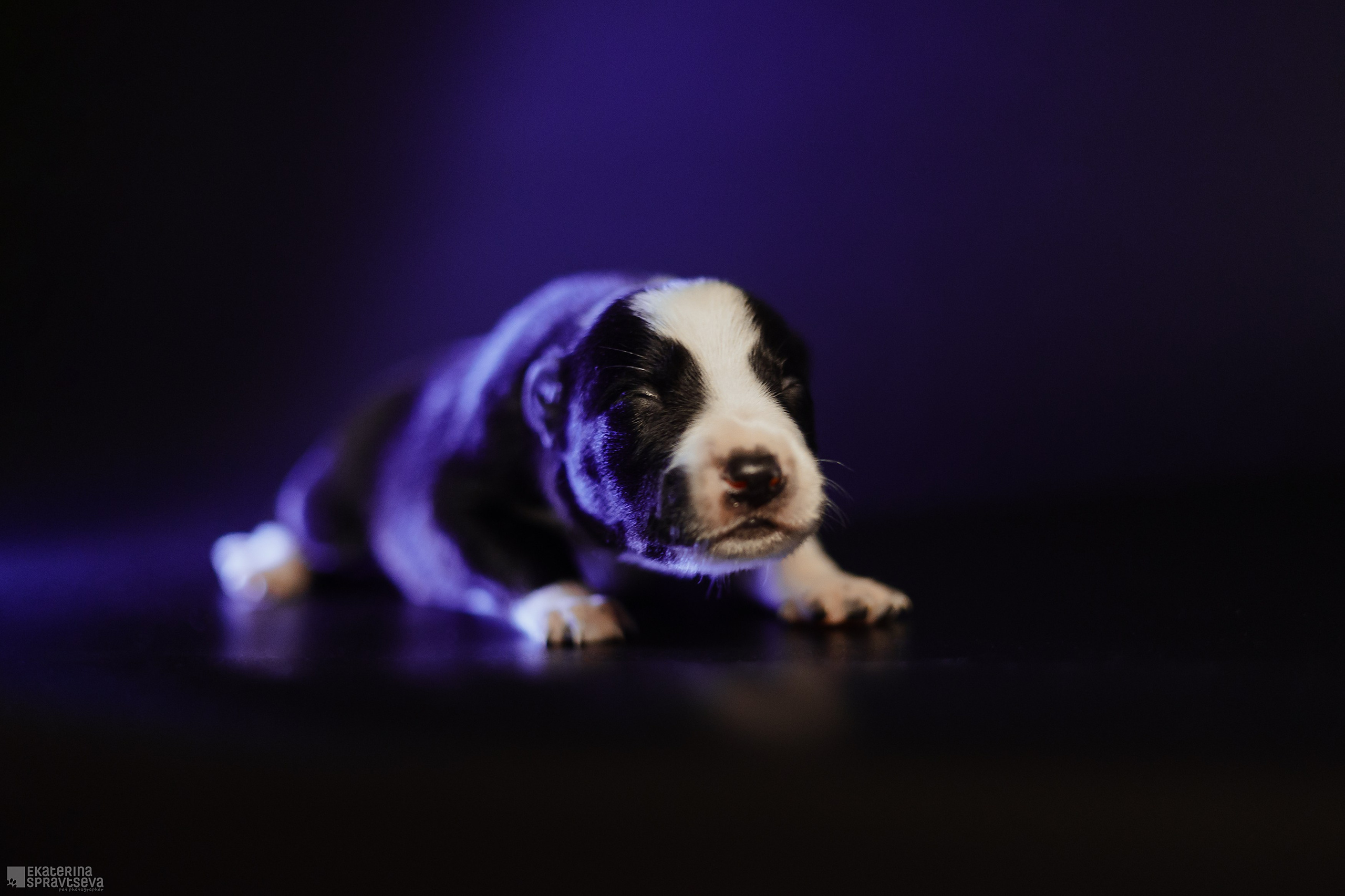 Щенки бордер колли от Ап х Ра. Фотограф Анималист Екатерина Справцева в Нижнем Новгороде