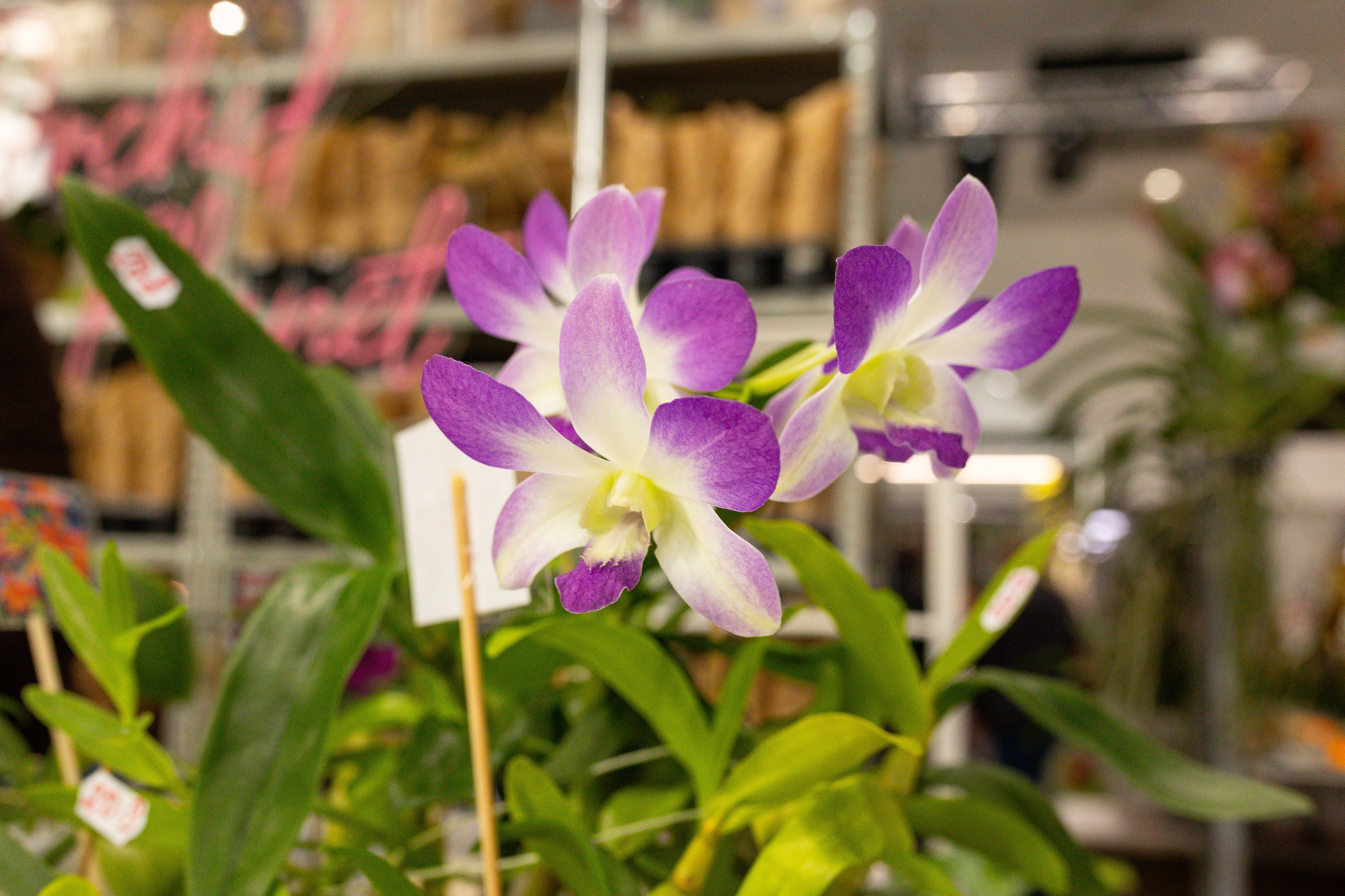 Орхидиум сентябрь 2025. Александра Куликова фотограф, Москва