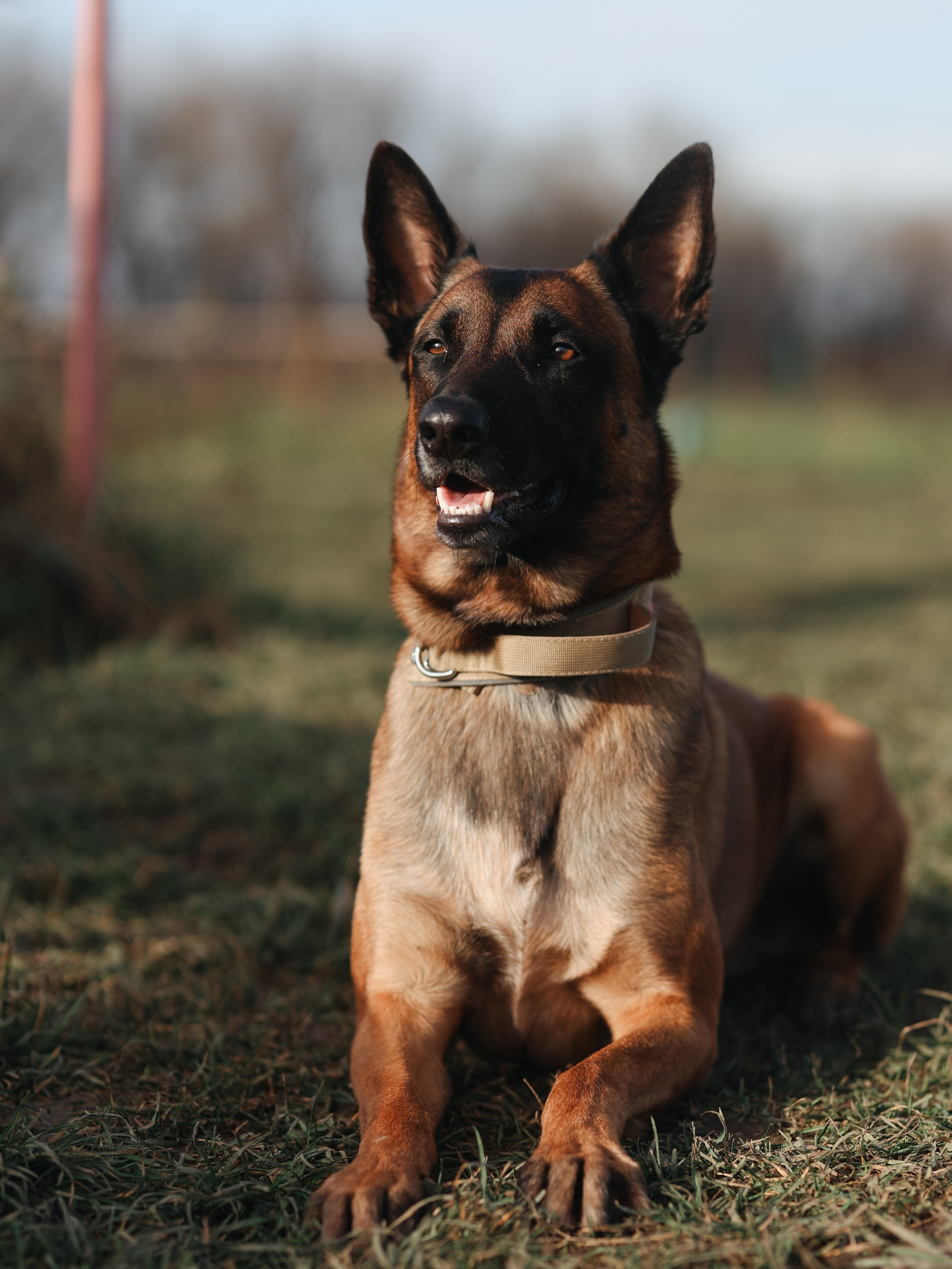 Соревнования BH. Фотограф-анималист в Москве Кириллова Татьяна