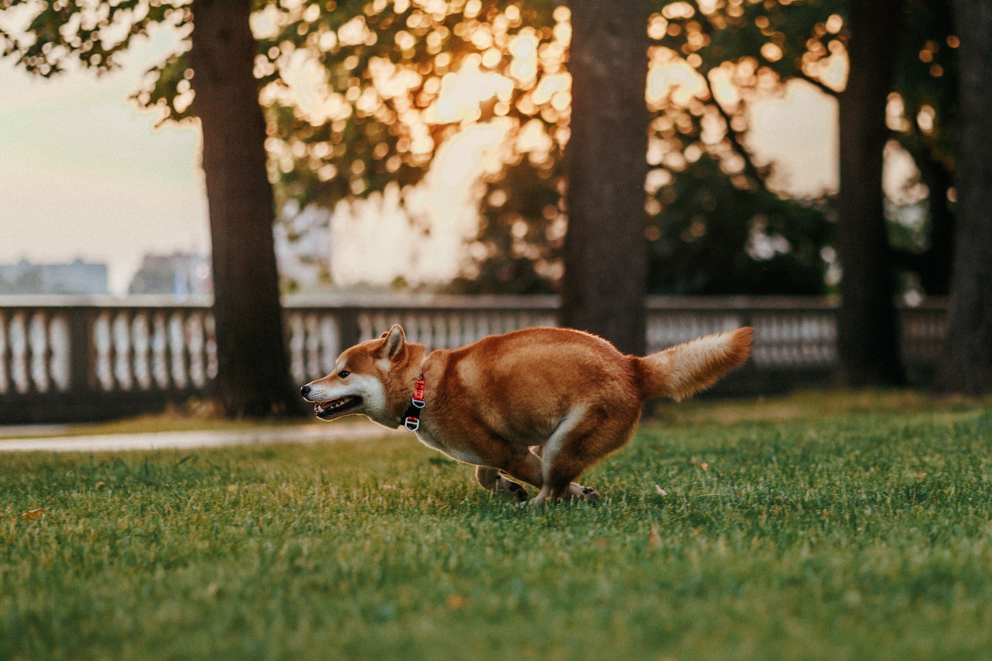 Аня, Влад и Ики. Фотограф-анималист Елена Радченко, Москва