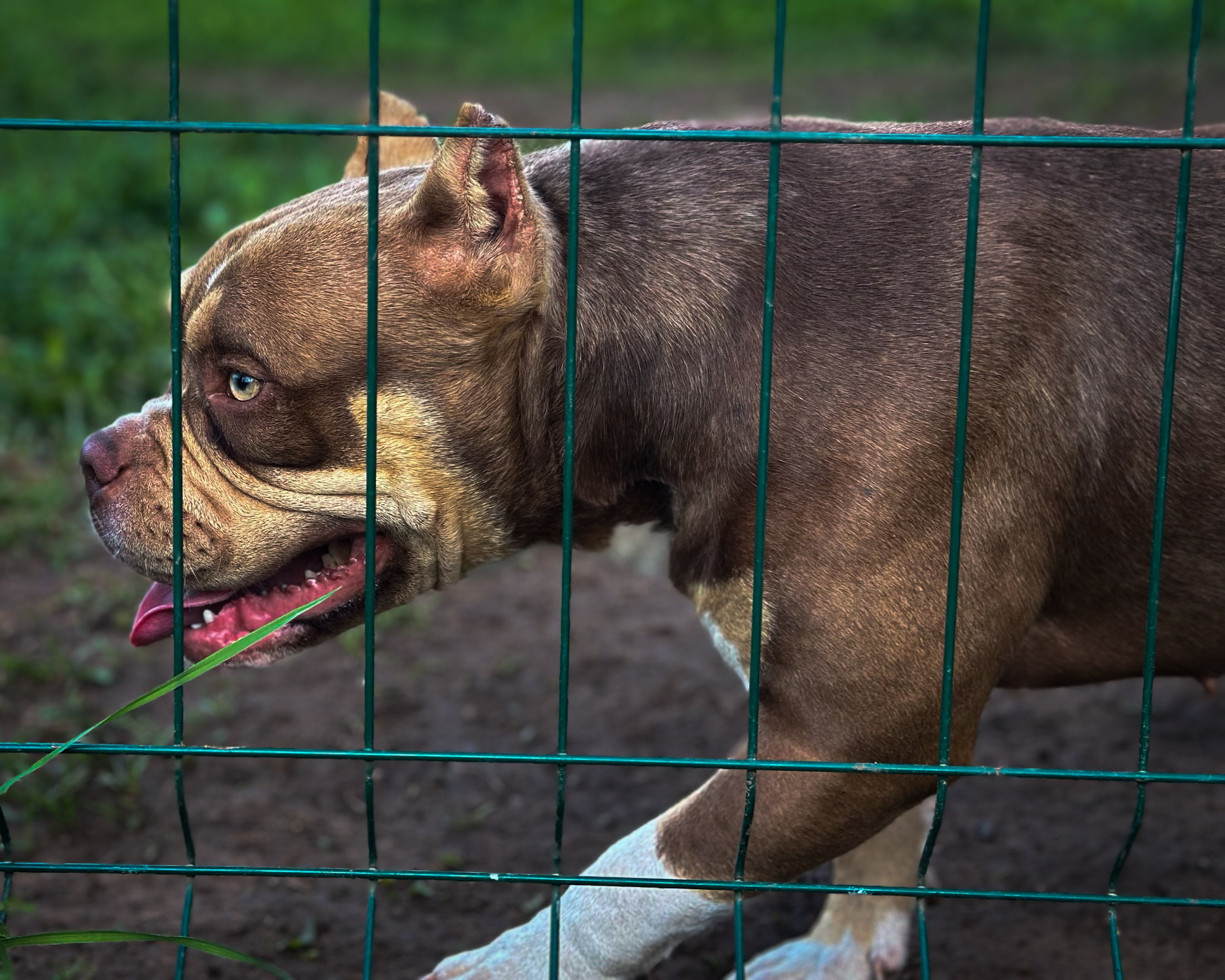 Питомник американских булли Bounty Pride Bully