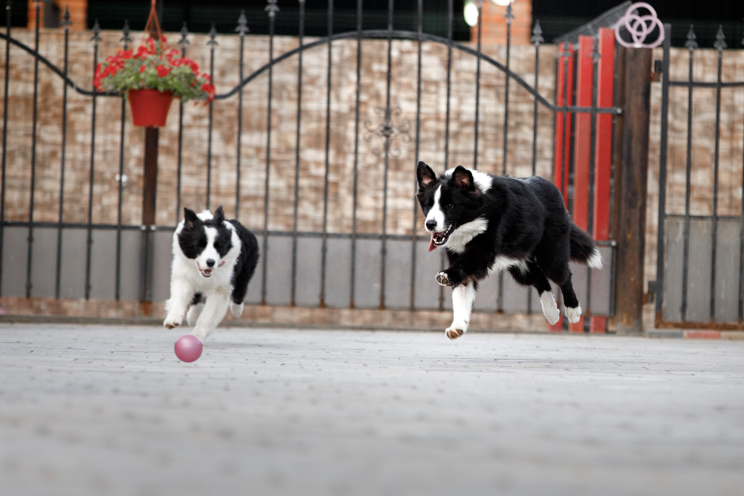 Болтовня в саду. О нас
