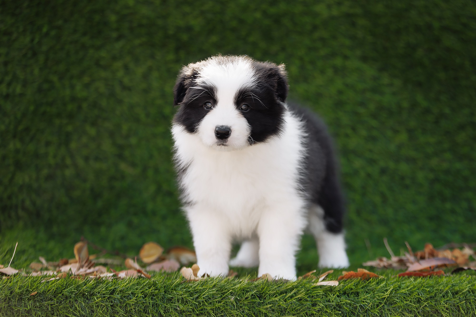 Новый лист. О нас