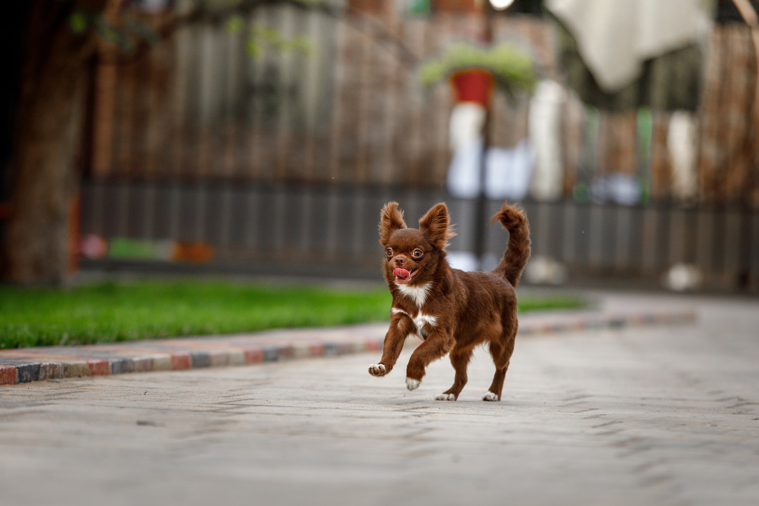 Болтовня в саду. О нас