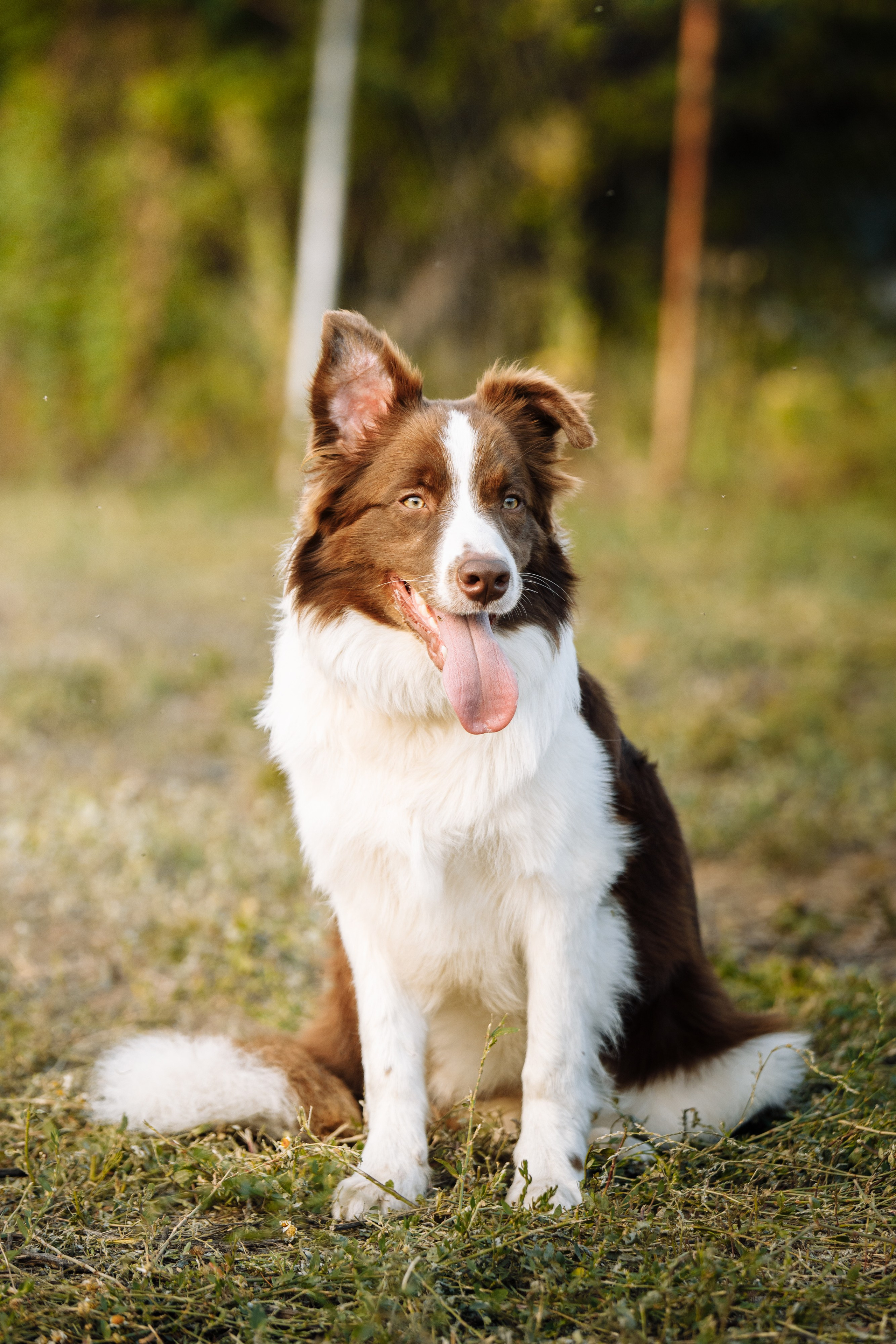 Овечий день. О нас