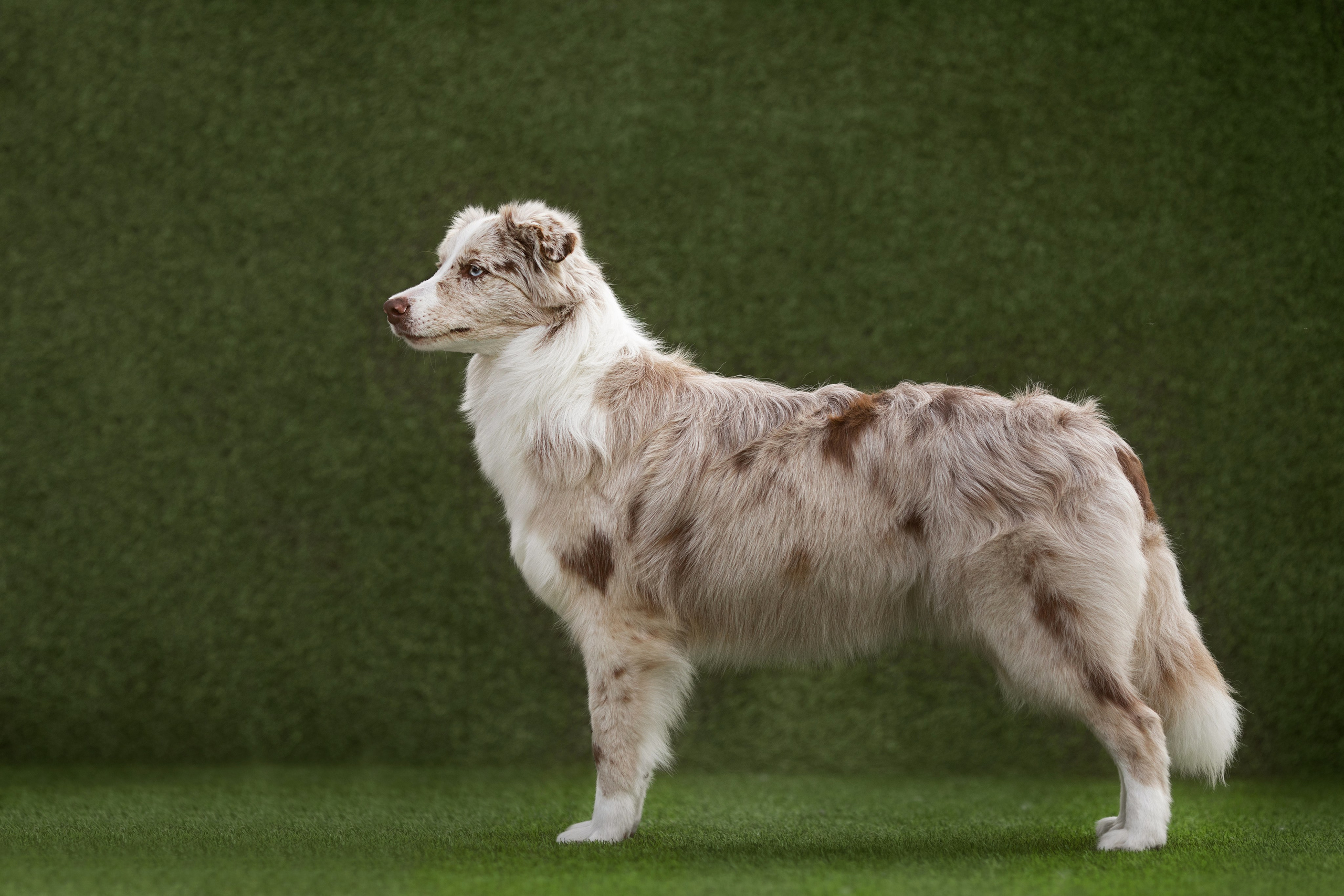 Роскошь в ростошах. О нас