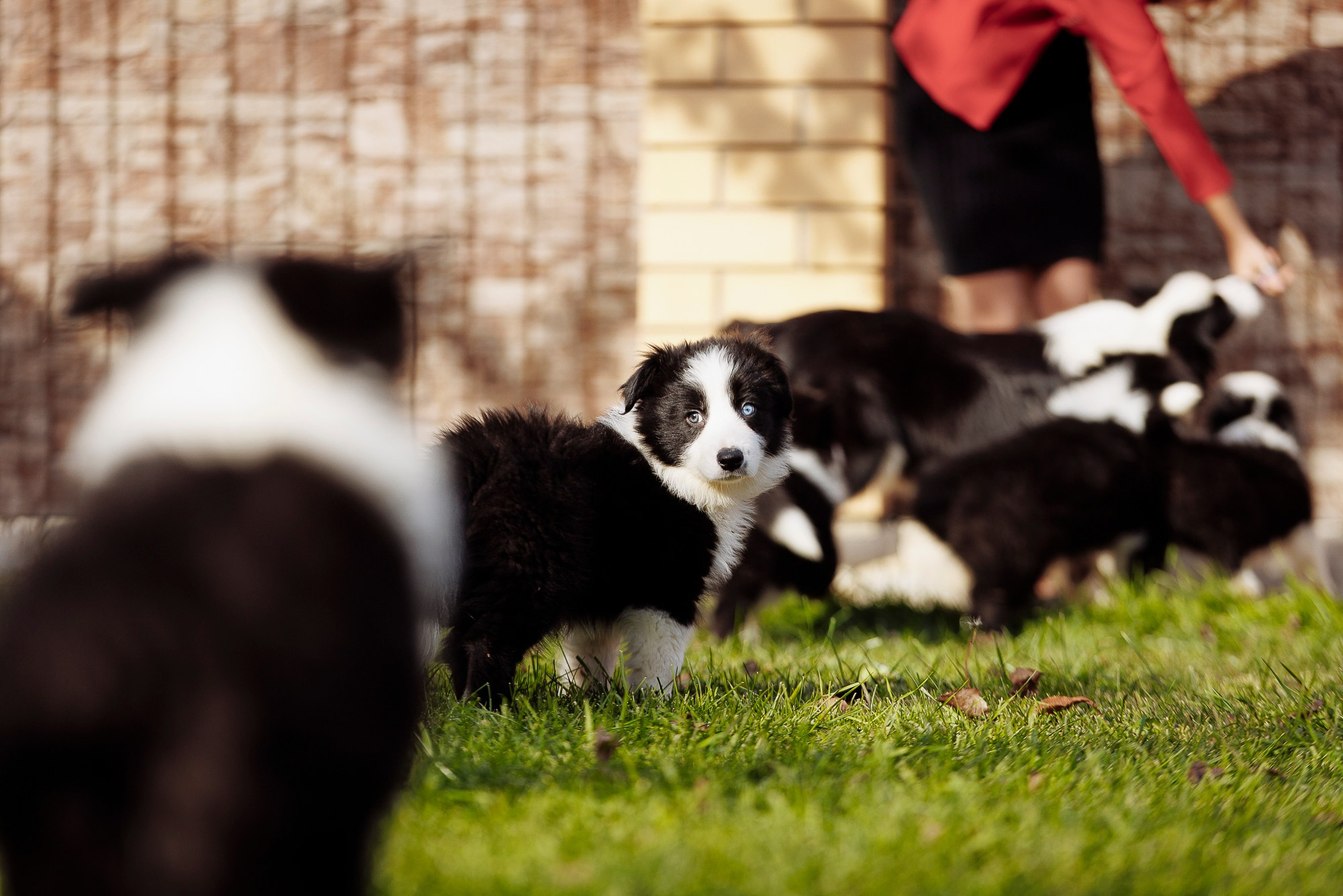У дома с большой компанией от мала до велика. О нас