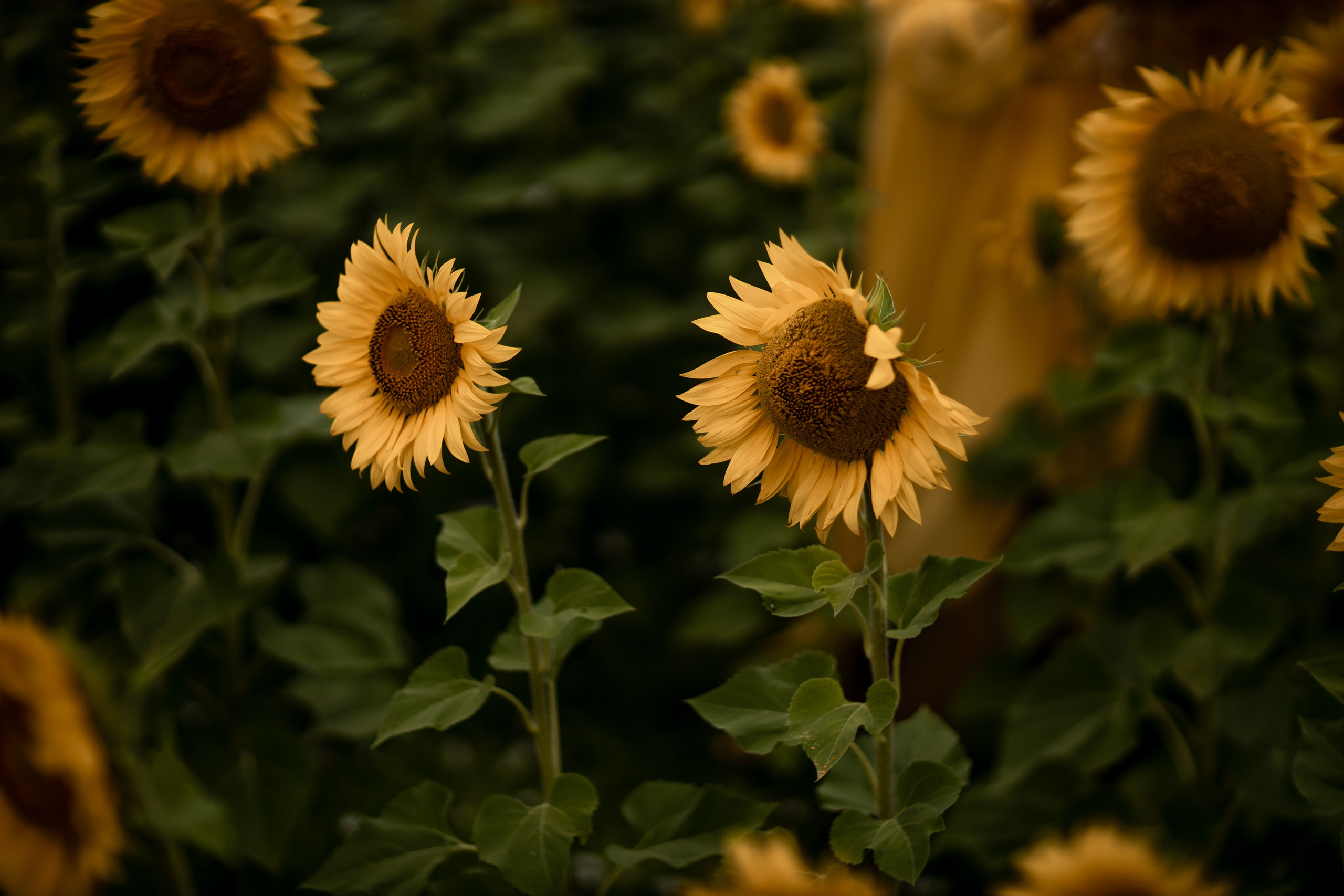 Подсолнухи, Тюмень. Свадебный и семейный фотограф. Фототуры по всему миру