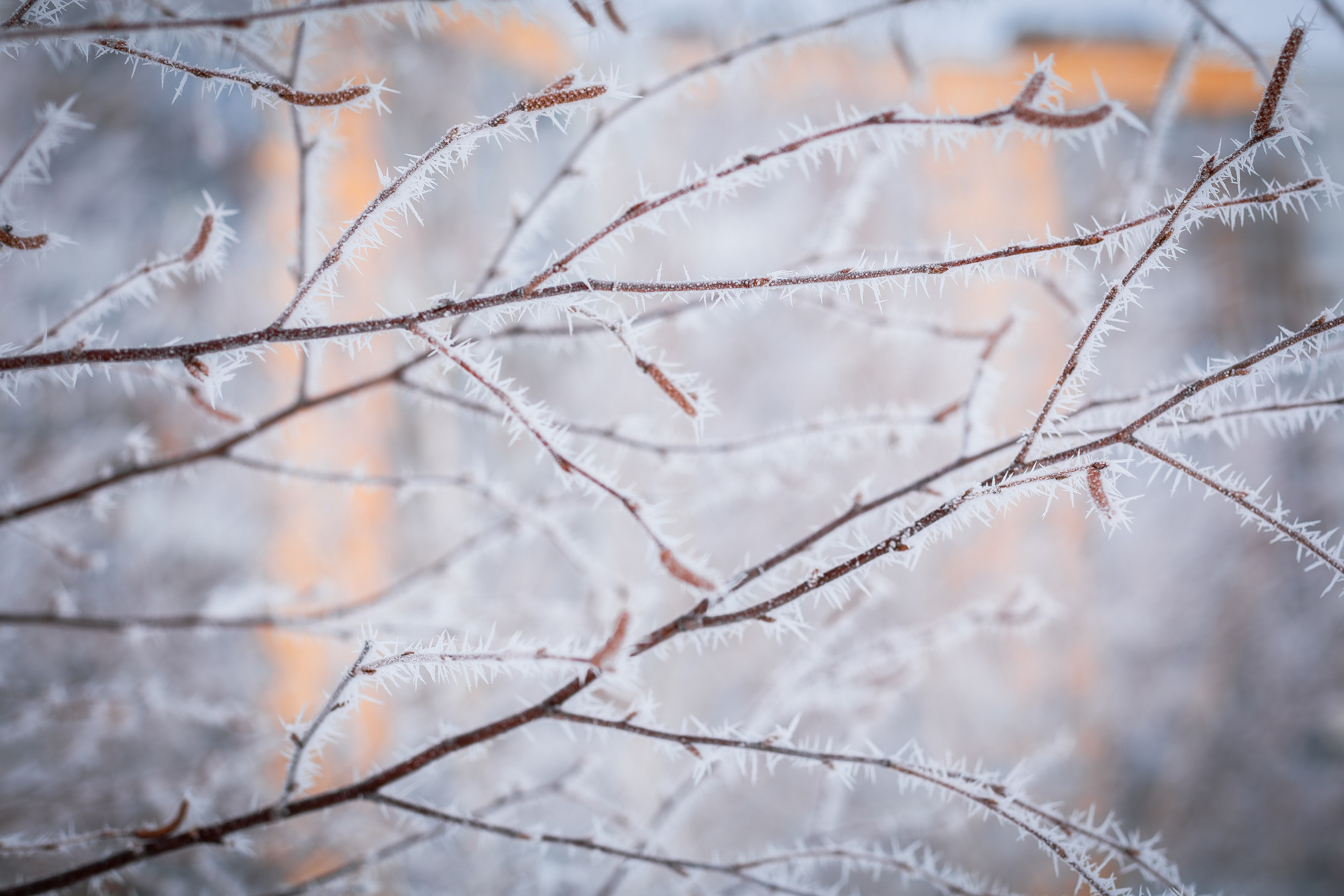 Снежная прогулка. Фотограф в Томске Евгения Гуляева