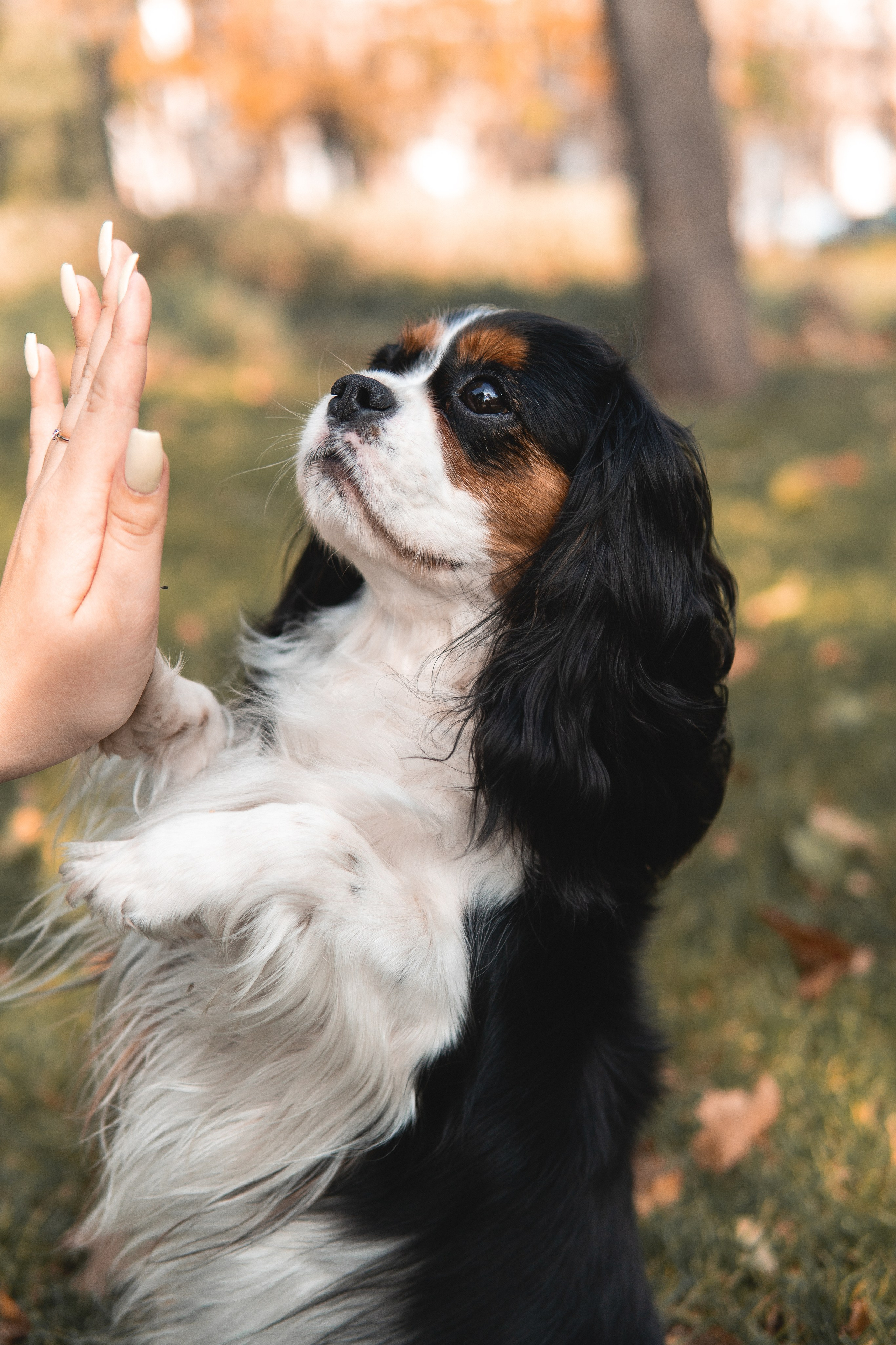 Катя и Беки: осенняя история. Портретный и репортажный фотограф в Воронеже: Анастасия Пузикова