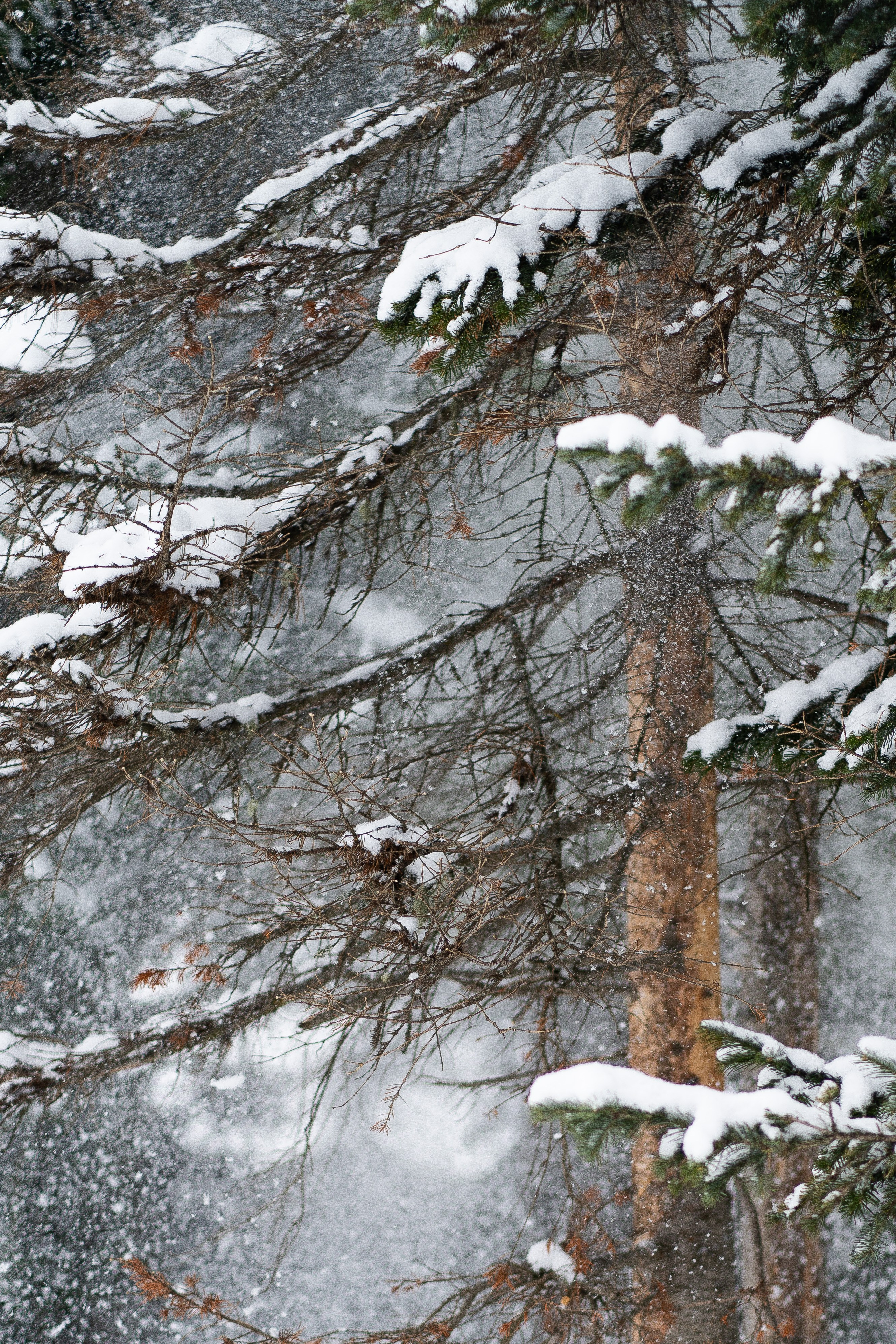 Соня&Лёня. Анастасия Паршукова — фотограф Шерегеш Новосибирск