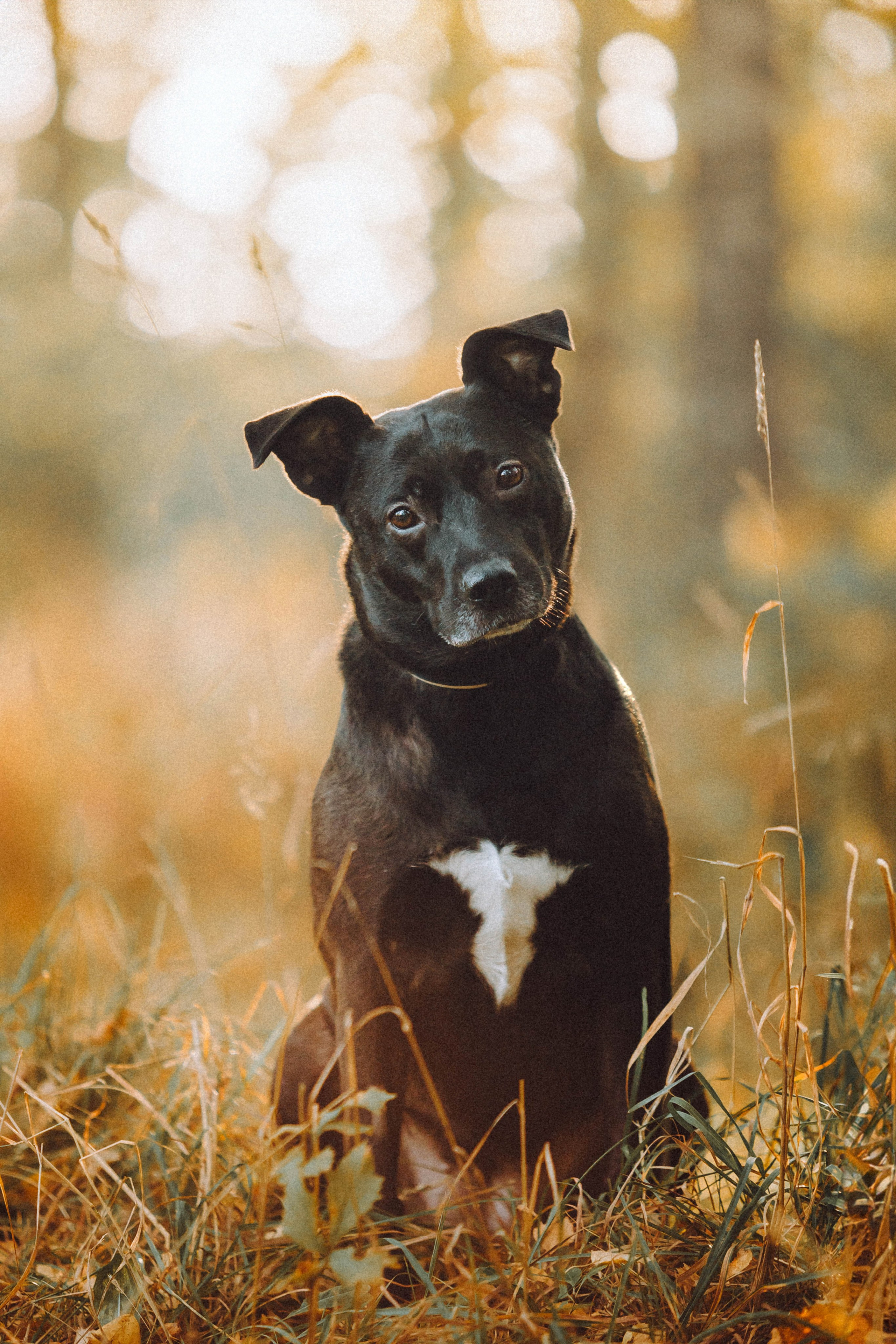 Ксюша, Ваня и Рамона