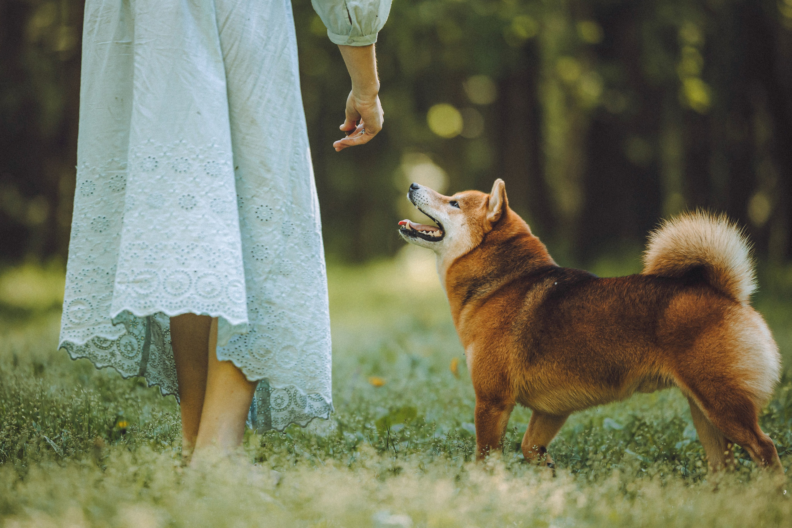 Шед, Цири, Чиби, Цера и их семья