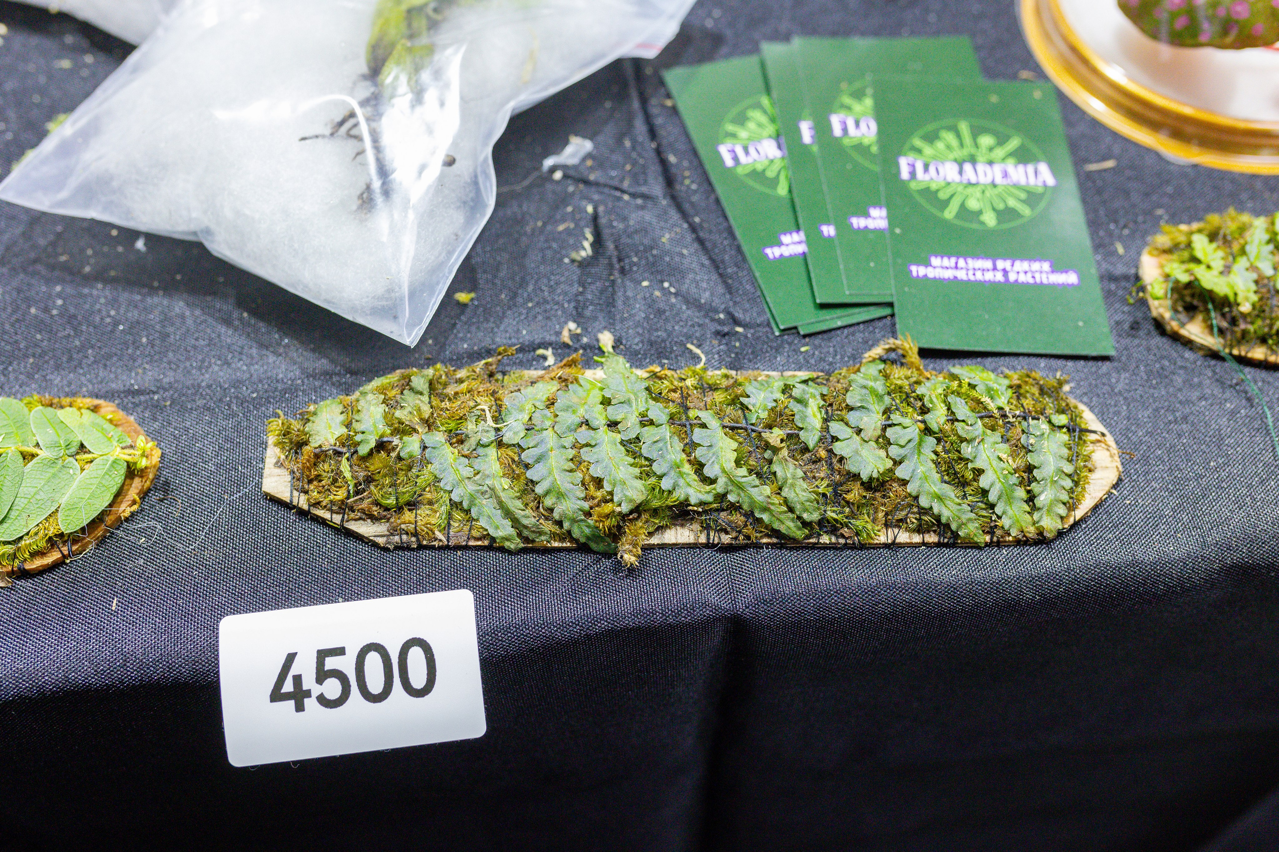 Монстериум 11–12 октября. Александра Куликова фотограф, Москва