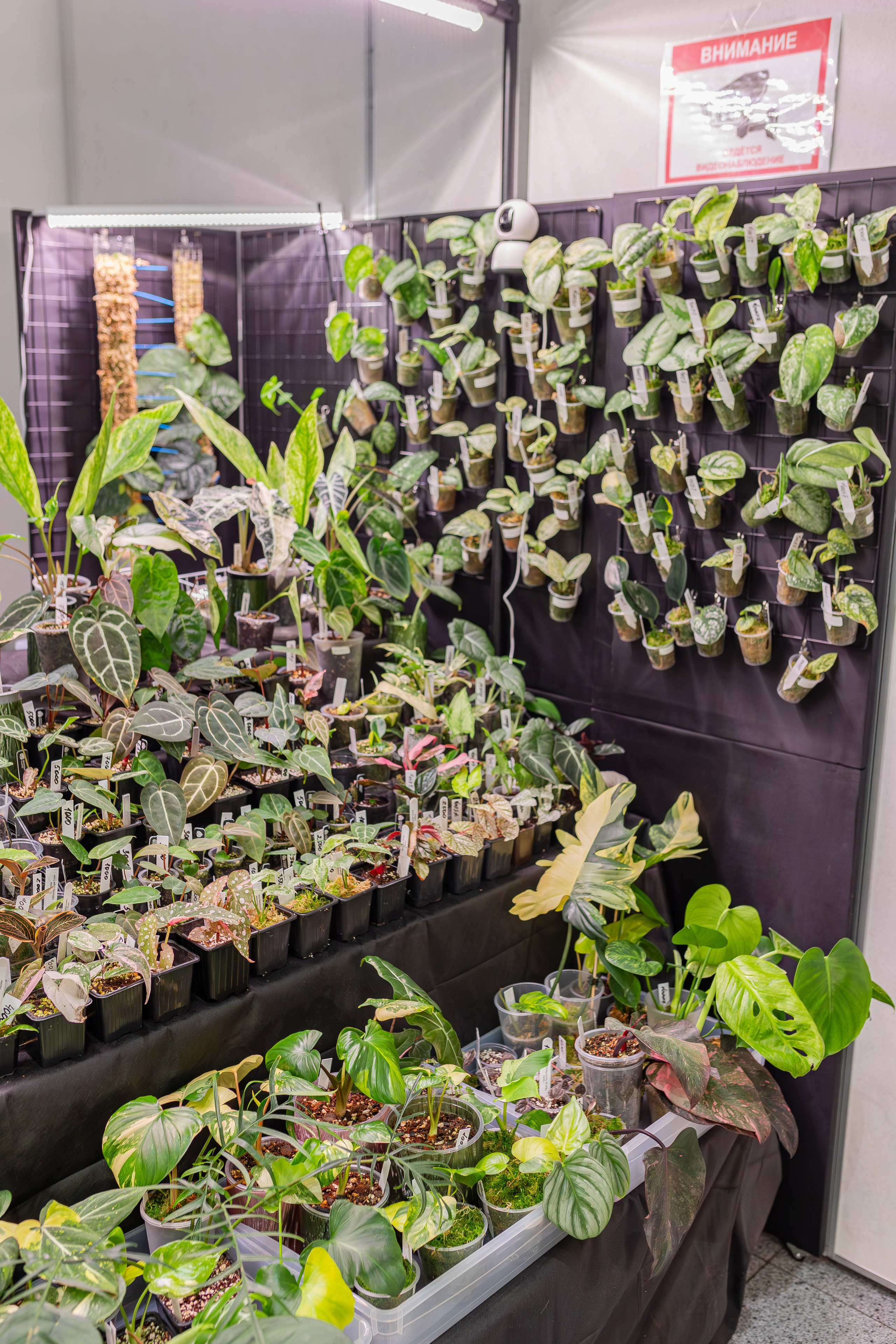 Монстериум апрель 2026. Александра Куликова фотограф, Москва