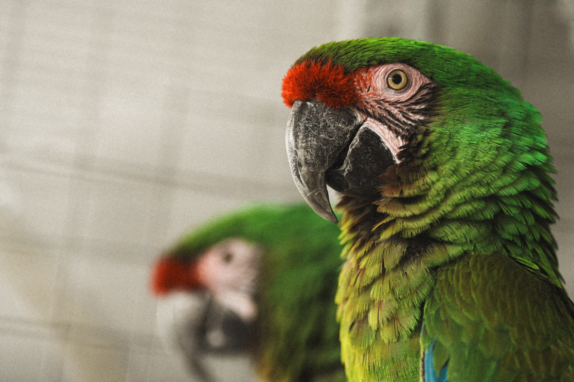 Карельский зоопарк. Zekons. Фото, видео, нейросети