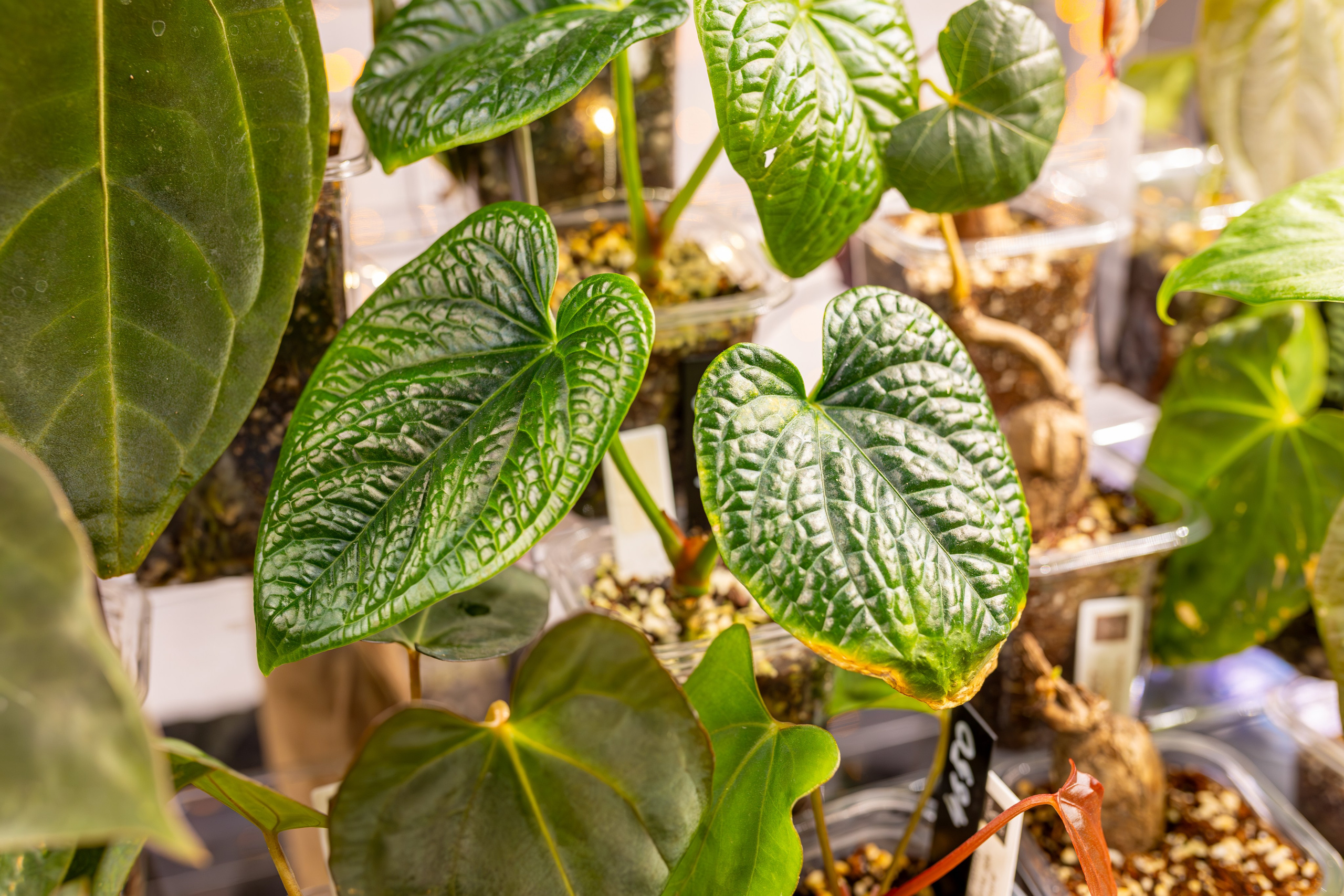 Орхидиум 12.2025. Александра Куликова фотограф, Москва