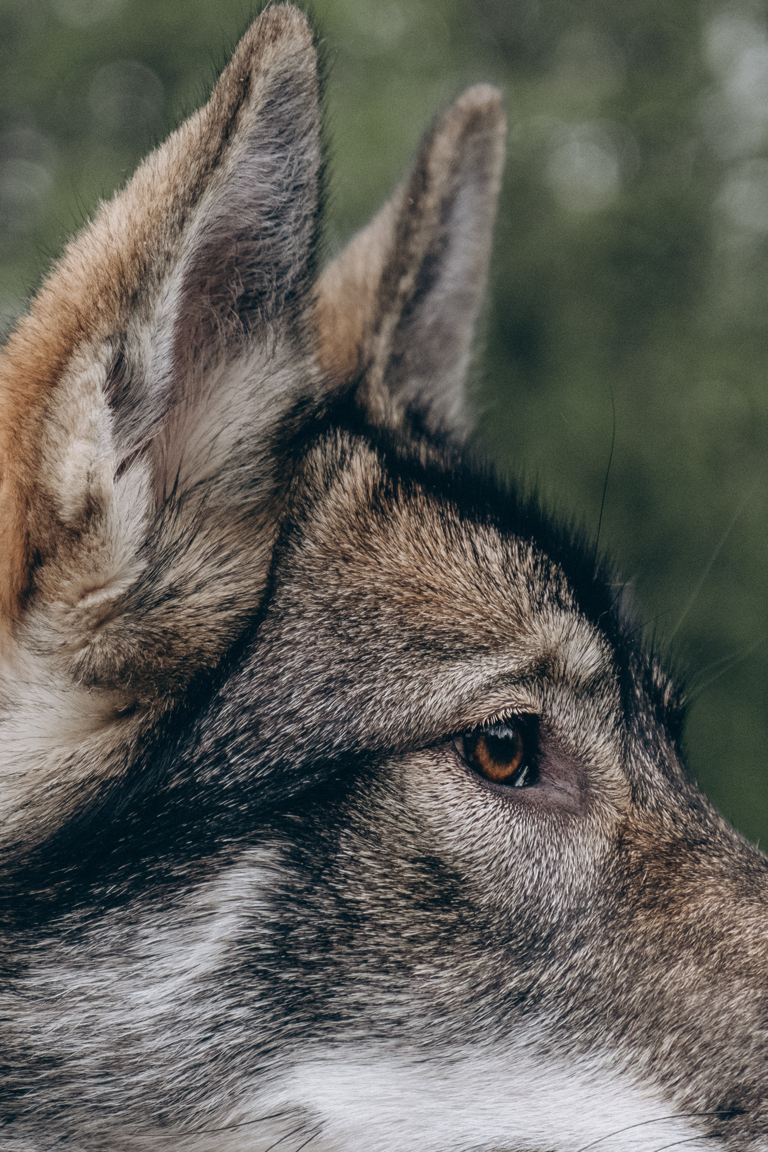 Animalism. Nataresso | фотограф Москва