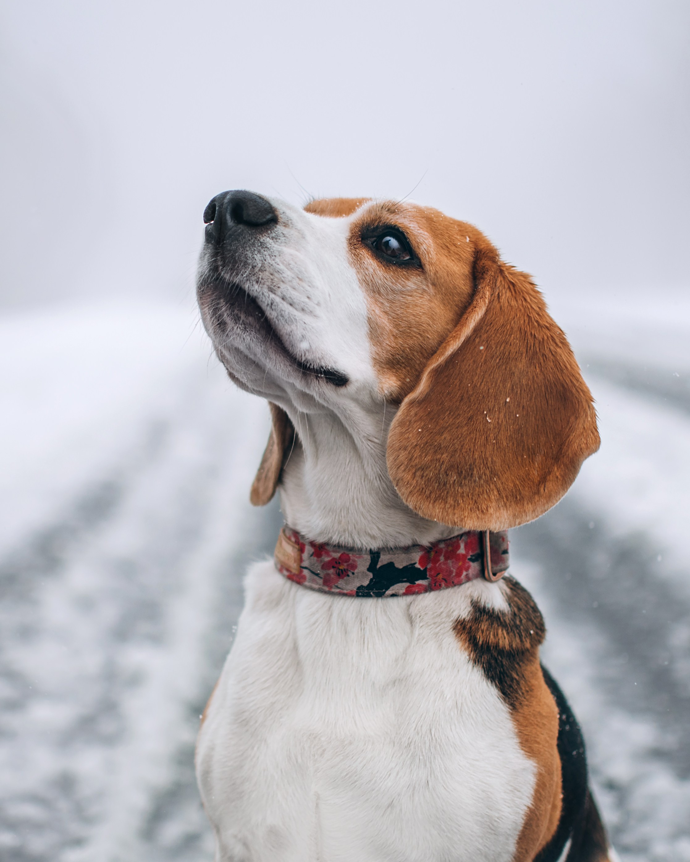 Прогулка с собаками: бигли и Лена. Портфолио