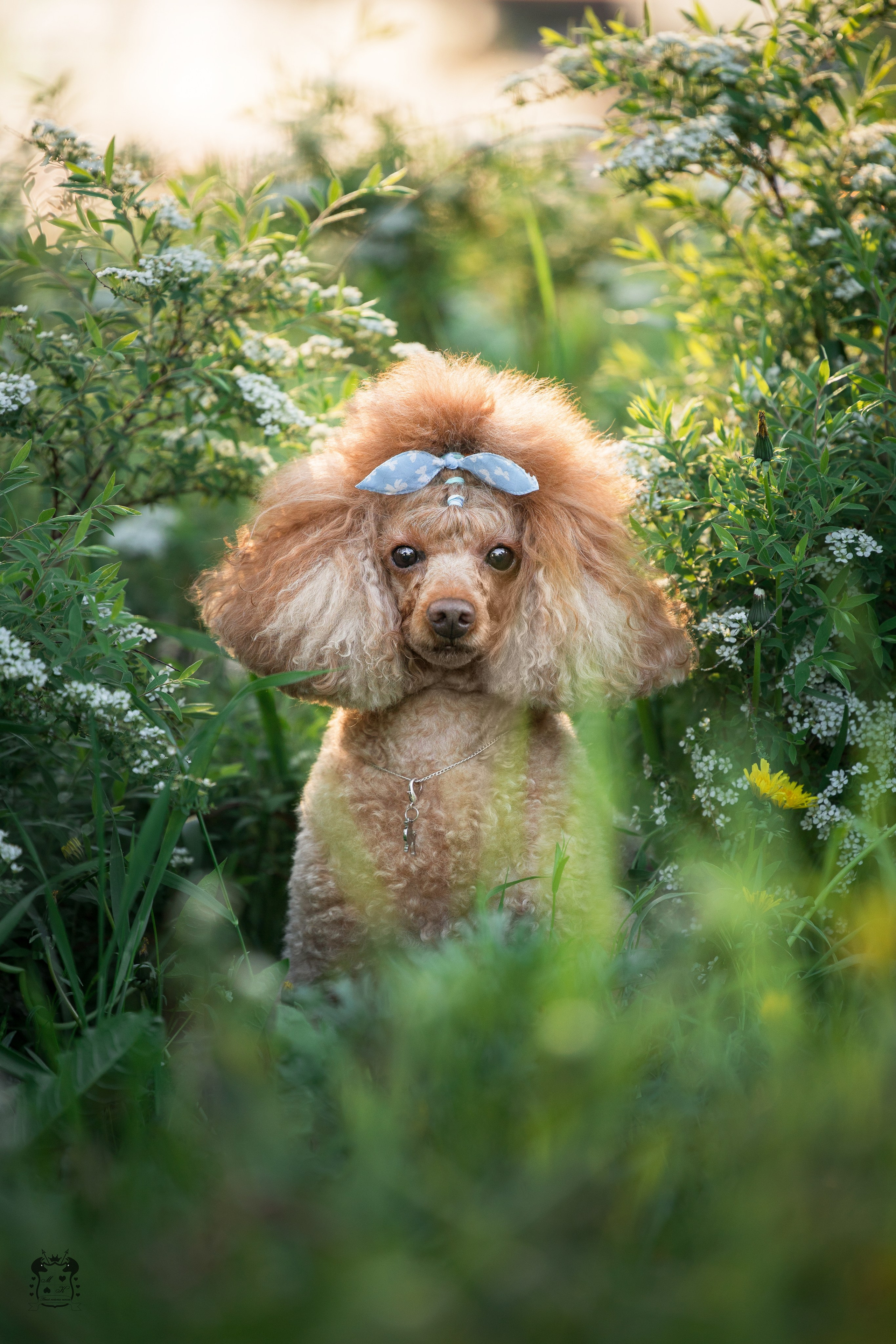 Портфолио. Фотограф-анималист в Екатеринбурге Марина Шишкина