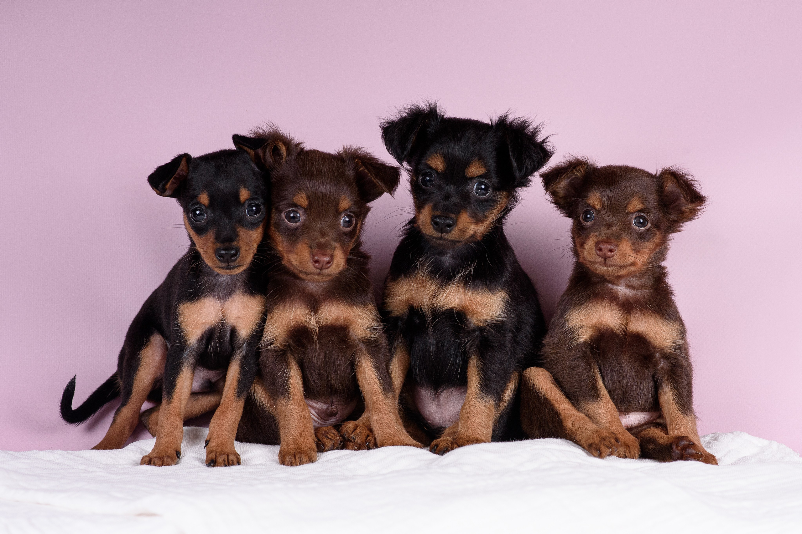 Щенки Пражских крысариков -13.04.2024. Фотограф — Анималист | Анна Абрамова