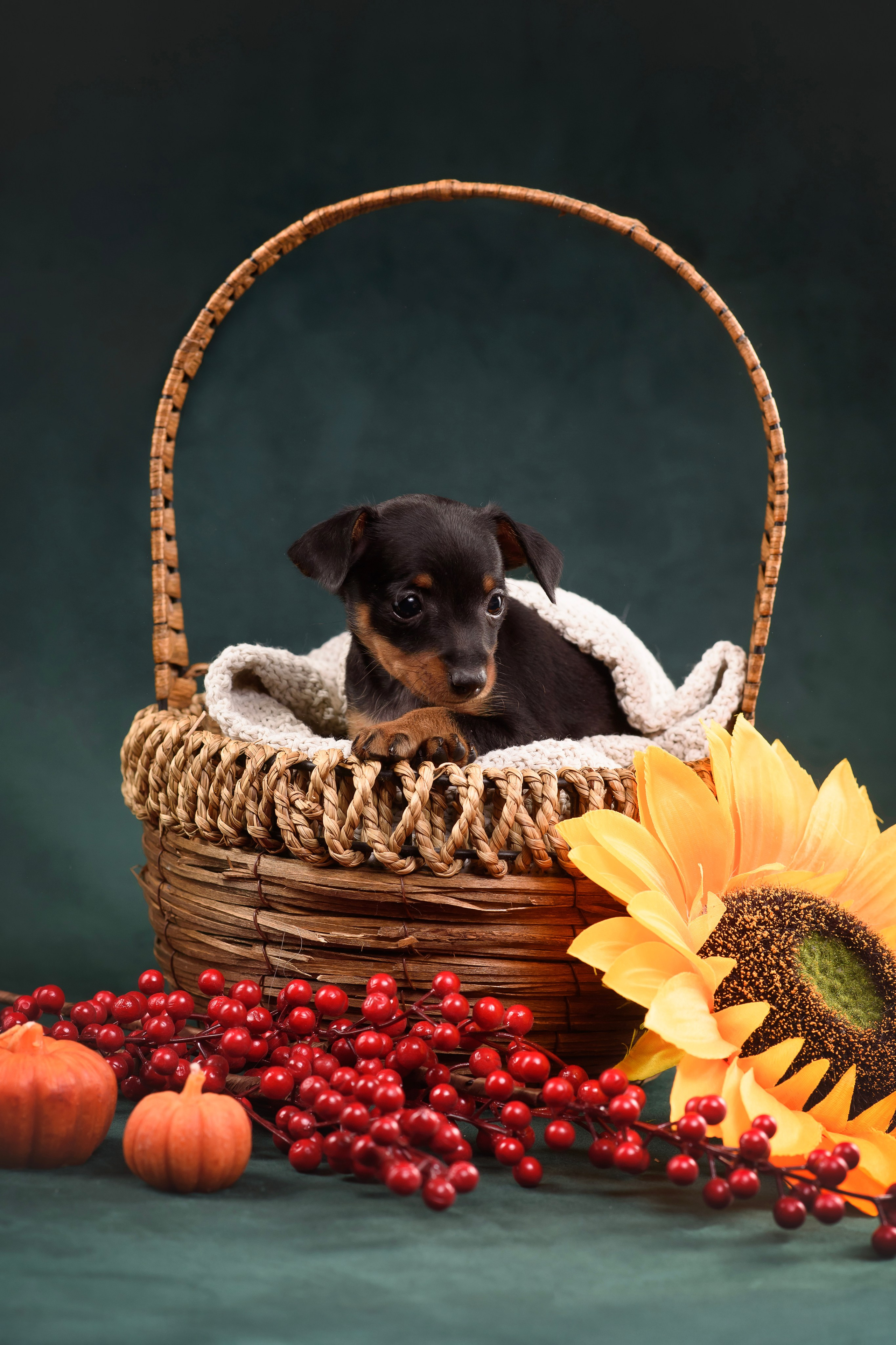 Щенки Пражского крысарика — 19.10.2025. Фотограф — Анималист | Анна Абрамова