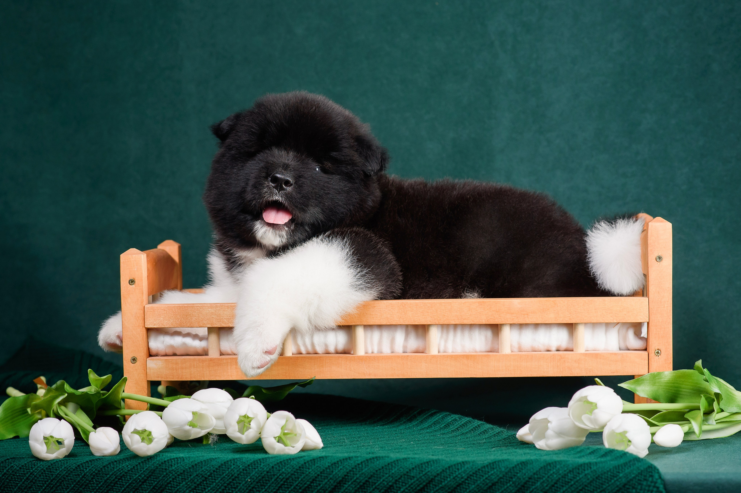Щенки Американской Акиты. Фотограф — Анималист | Анна Абрамова