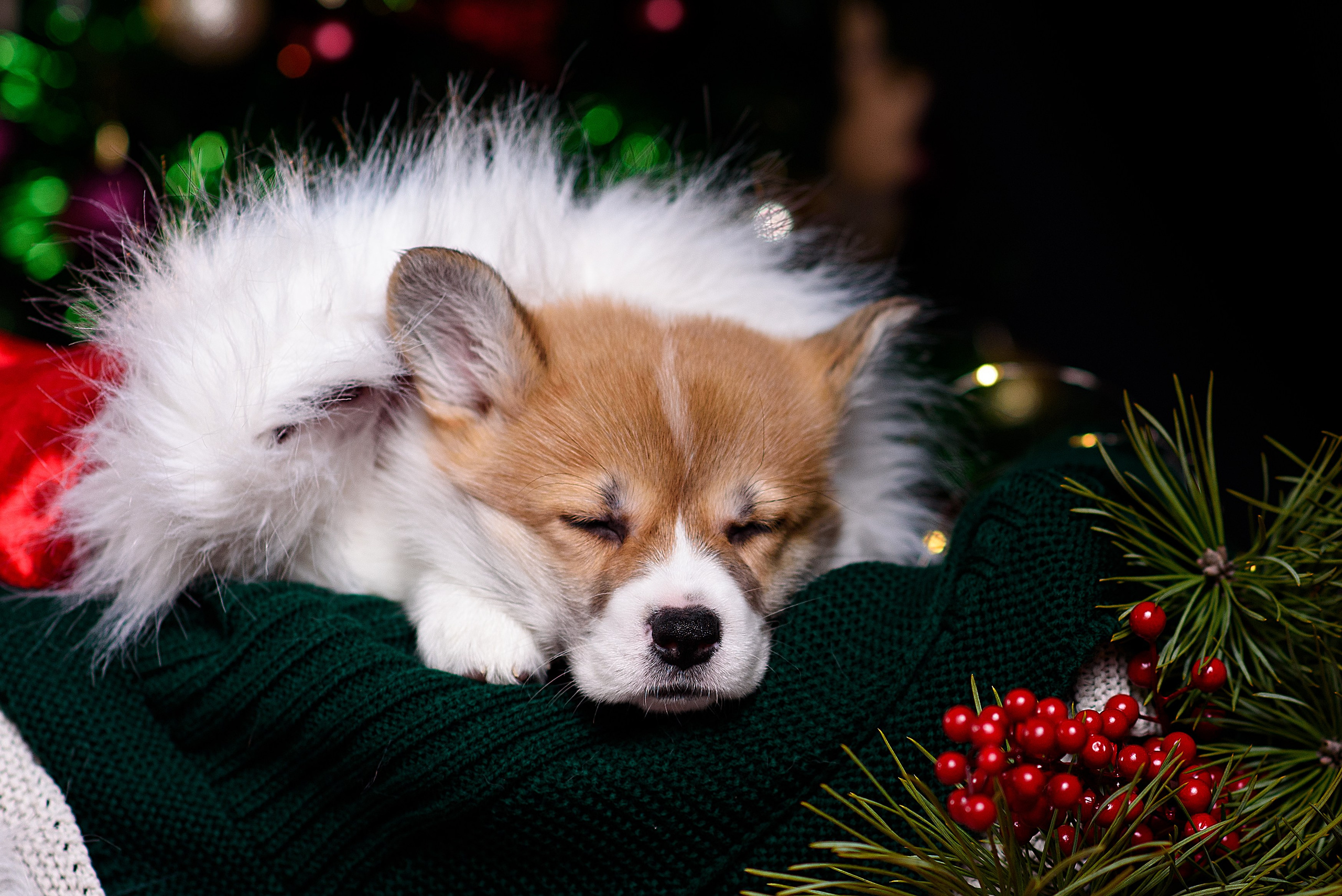 Щенки вельш корги пемброк. Фотограф — Анималист | Анна Абрамова