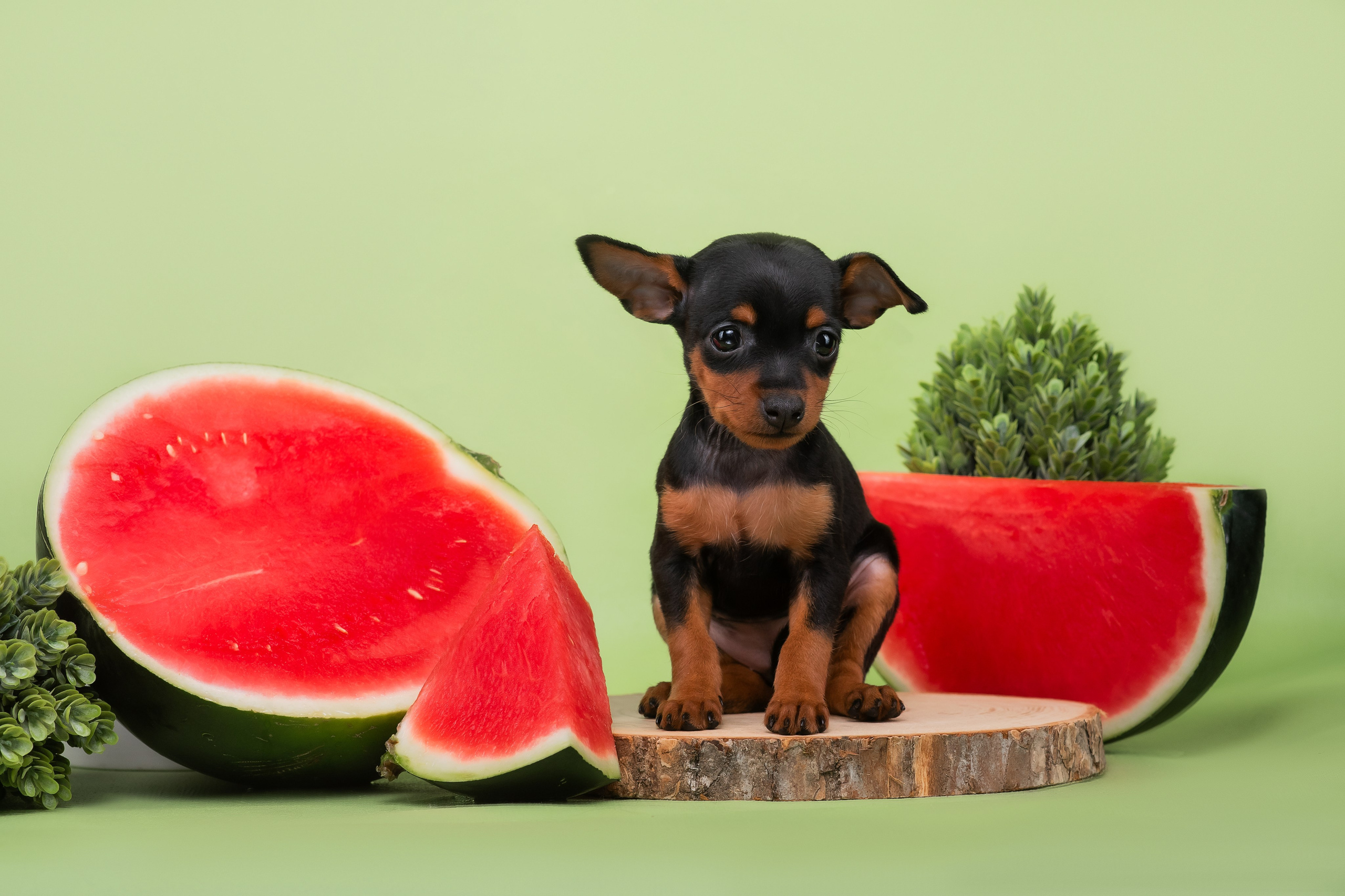 Малыши пражских крысариков — 30.07.2025. Фотограф — Анималист | Анна Абрамова