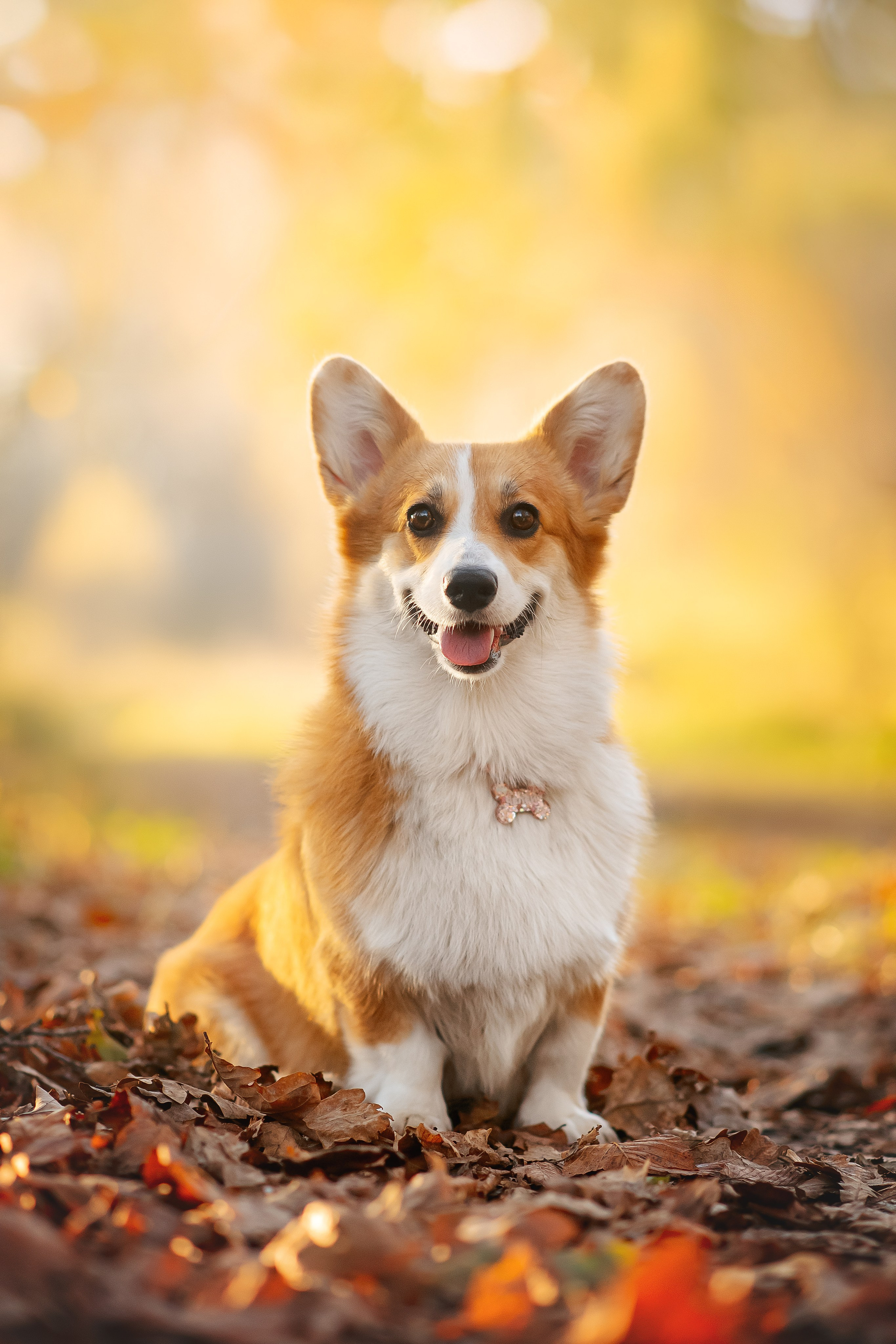 Максим, Аня и Челси — 19.10.2024. Фотограф — Анималист | Анна Абрамова