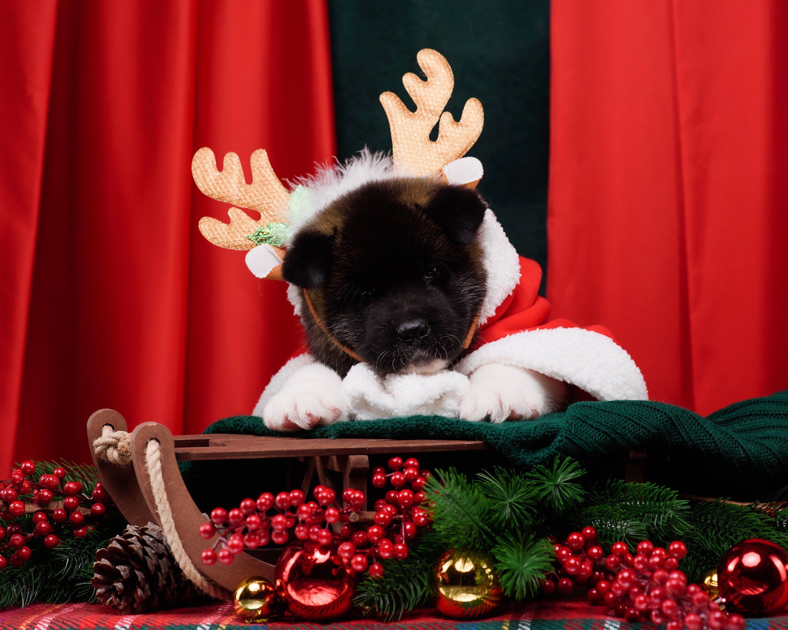 Щенки Американской Акиты. Фотограф — Анималист | Анна Абрамова