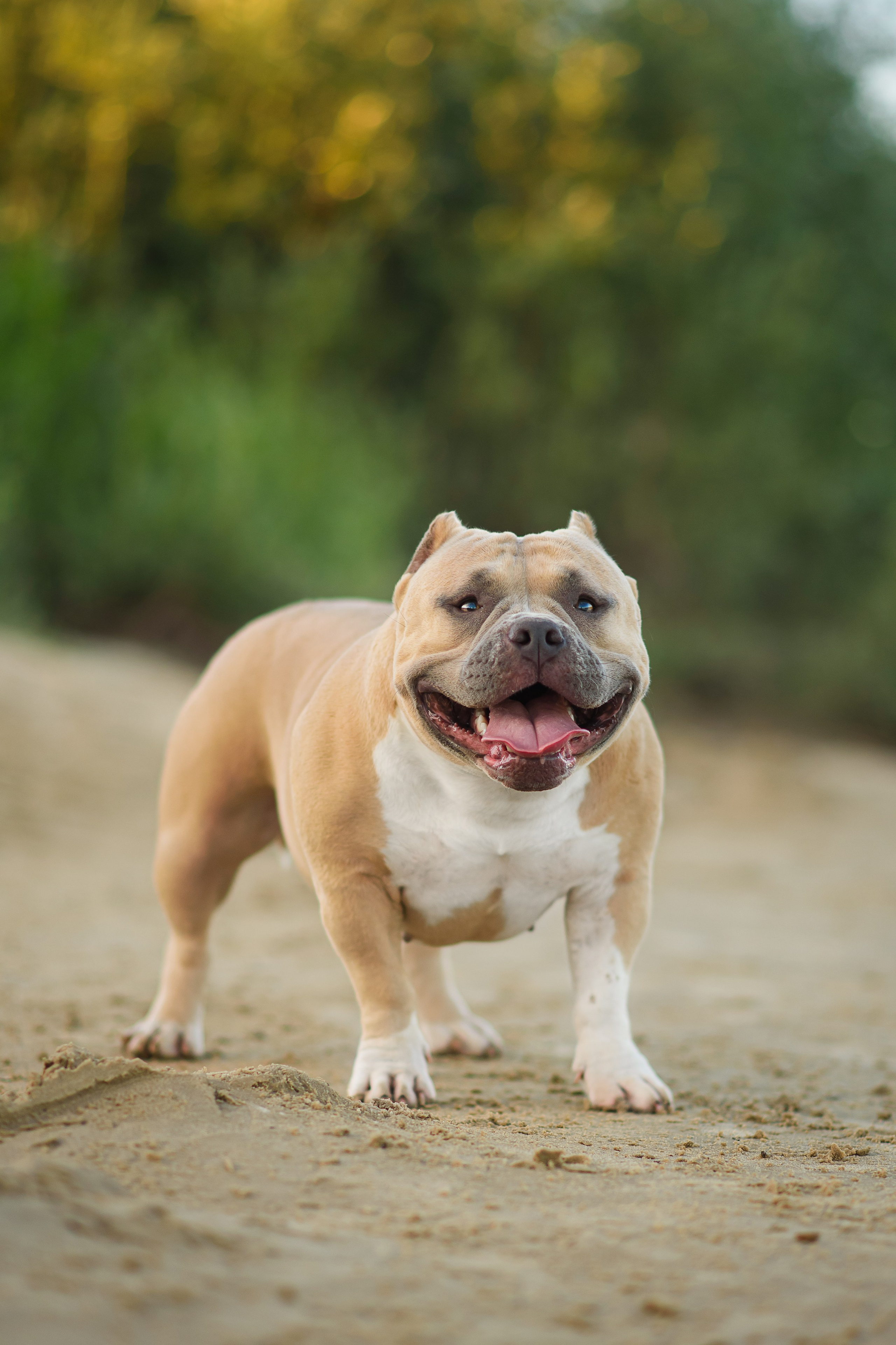 Тея — Амбулли — 23.07.2024. Фотограф — Анималист | Анна Абрамова