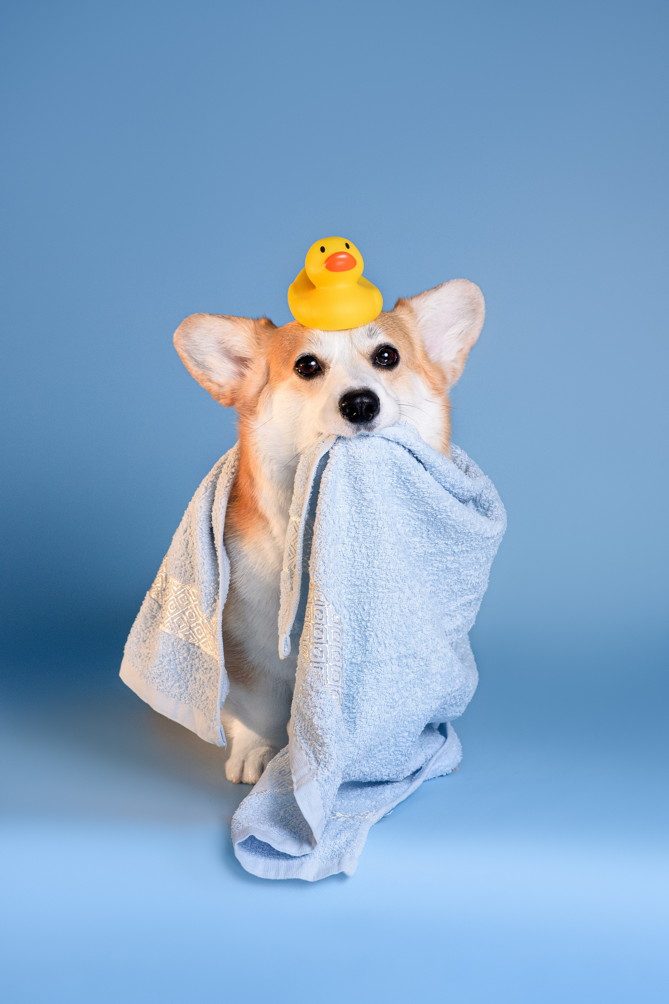 Лея съемка на однотонном фоне — 2024. Фотограф — Анималист | Анна Абрамова