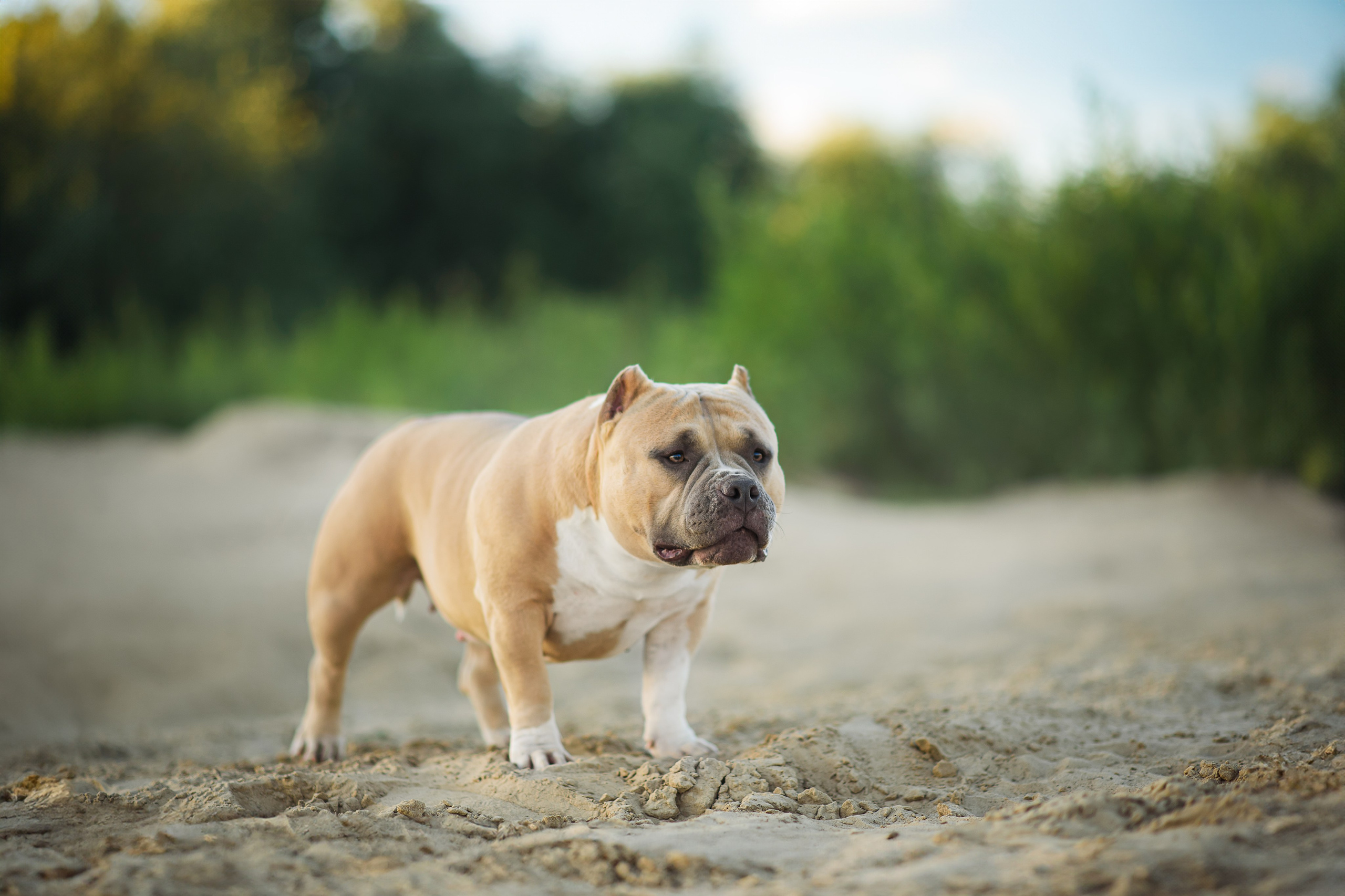 Тея — Амбулли — 23.07.2024. Фотограф — Анималист | Анна Абрамова