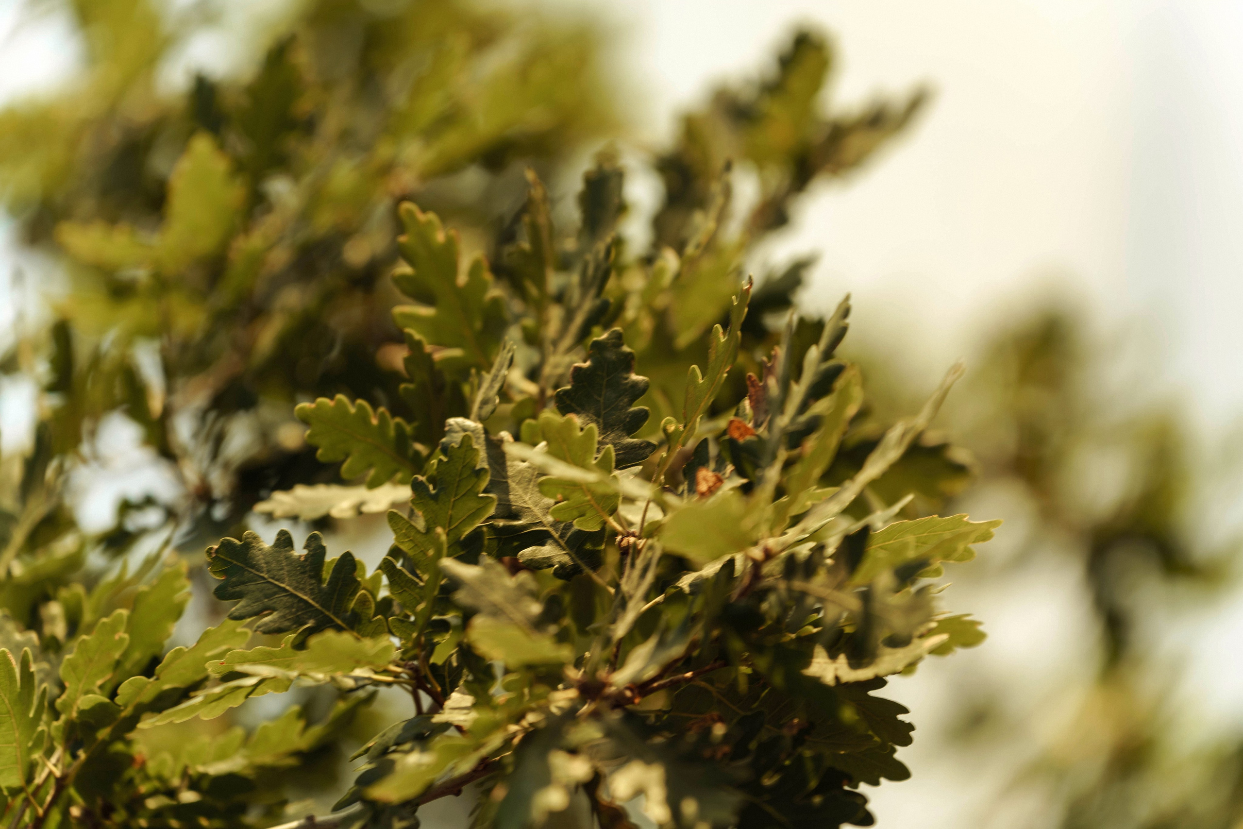 Семейная для Марии в к.Рай. Татьяна Тагель