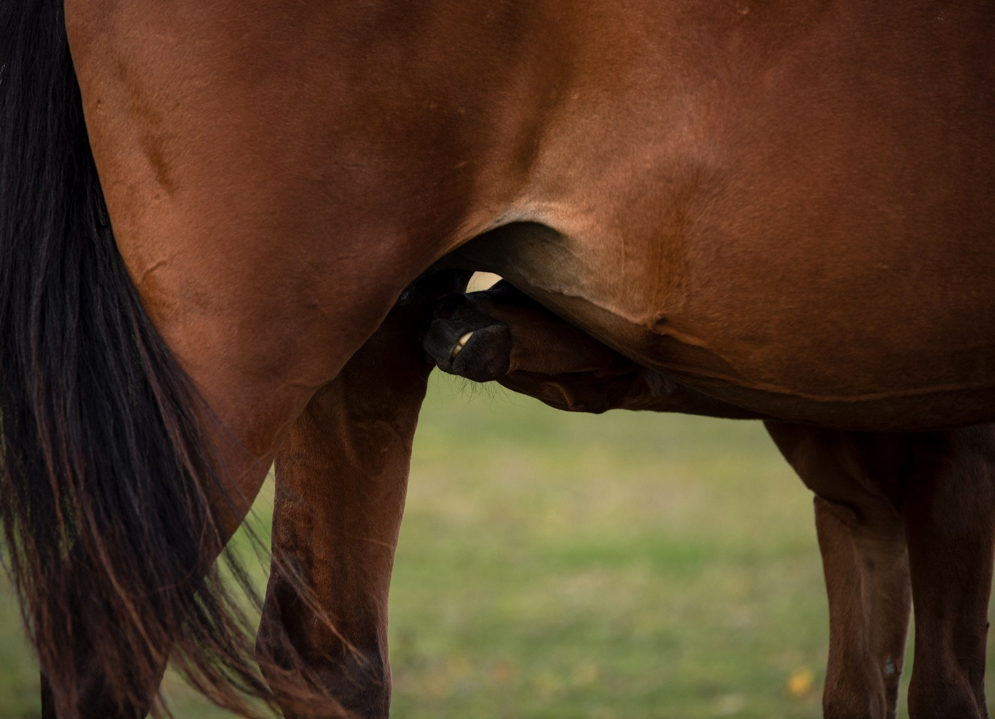 Портрет лошади, лошадь, конь, фото лошади, фотография лошади, конный фотограф, съемка лошадей, фотограф лошадей, конная фотография, конный фотограф, конный фотограф в спб, профессиональный фотограф спб, фотограф спб, ахалтекинец, рысак, спортивная лошадь, конный клуб, фотосессия с лошадьми, тракененская лошадь, тяжеловоз, лошадь, жеребцы, игры жеребцов, табун, в табуне, свободные лошади, жеребенок