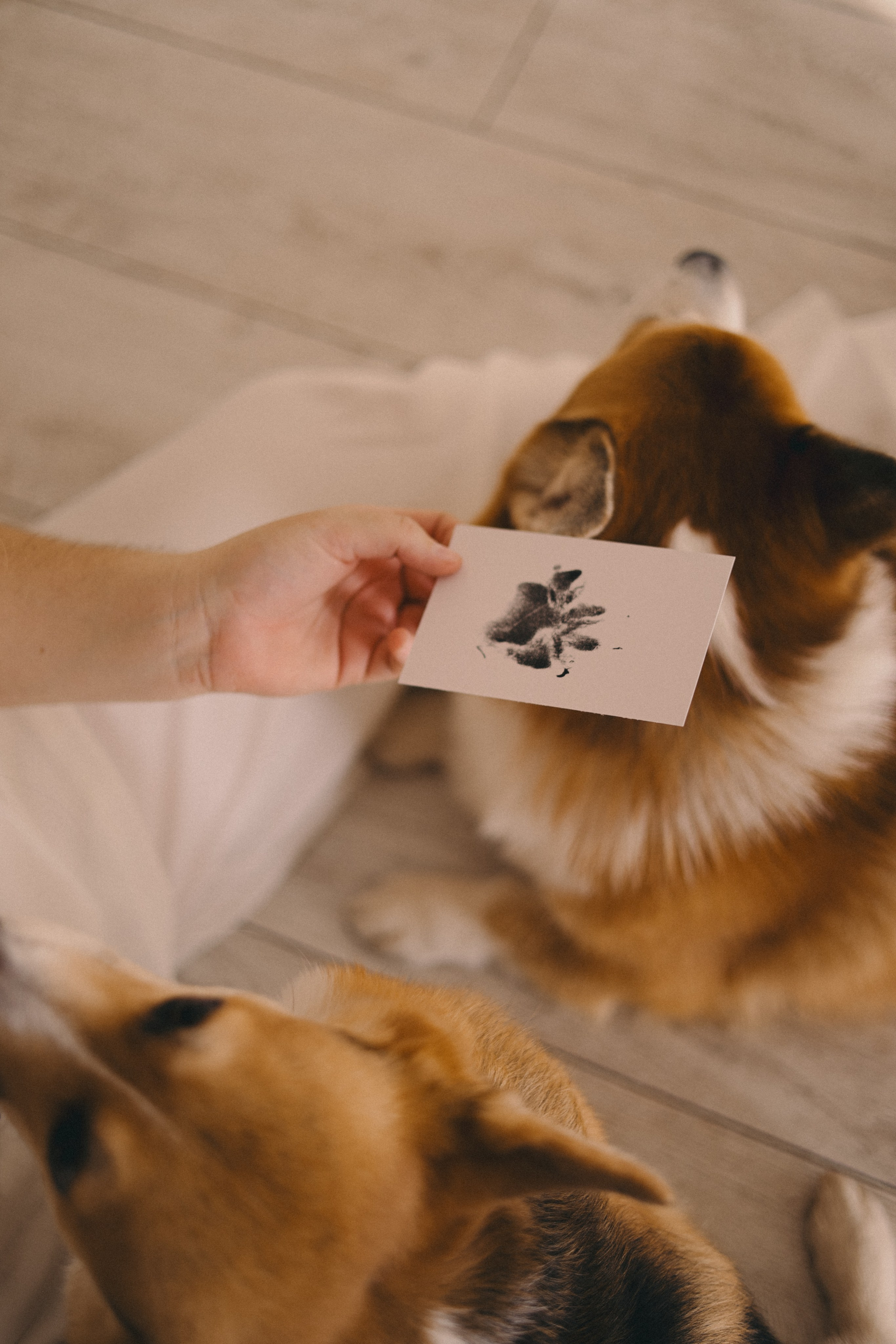 Виктория и Корги. Фотограф Мария Лаенко