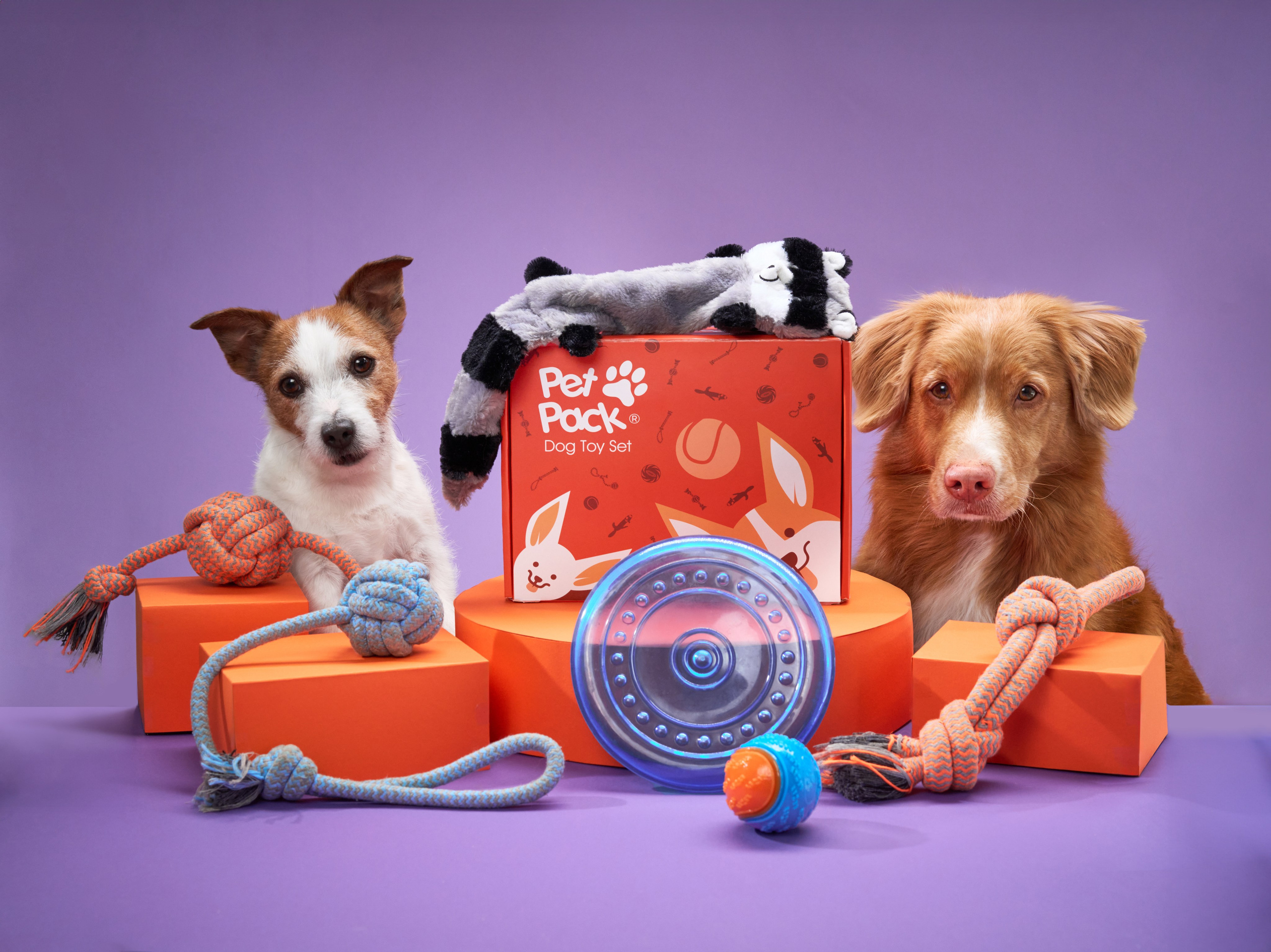 Advertising shooting with animals. Pets in advertising. Dog photographer Averianova Anna — Art photography of dogs