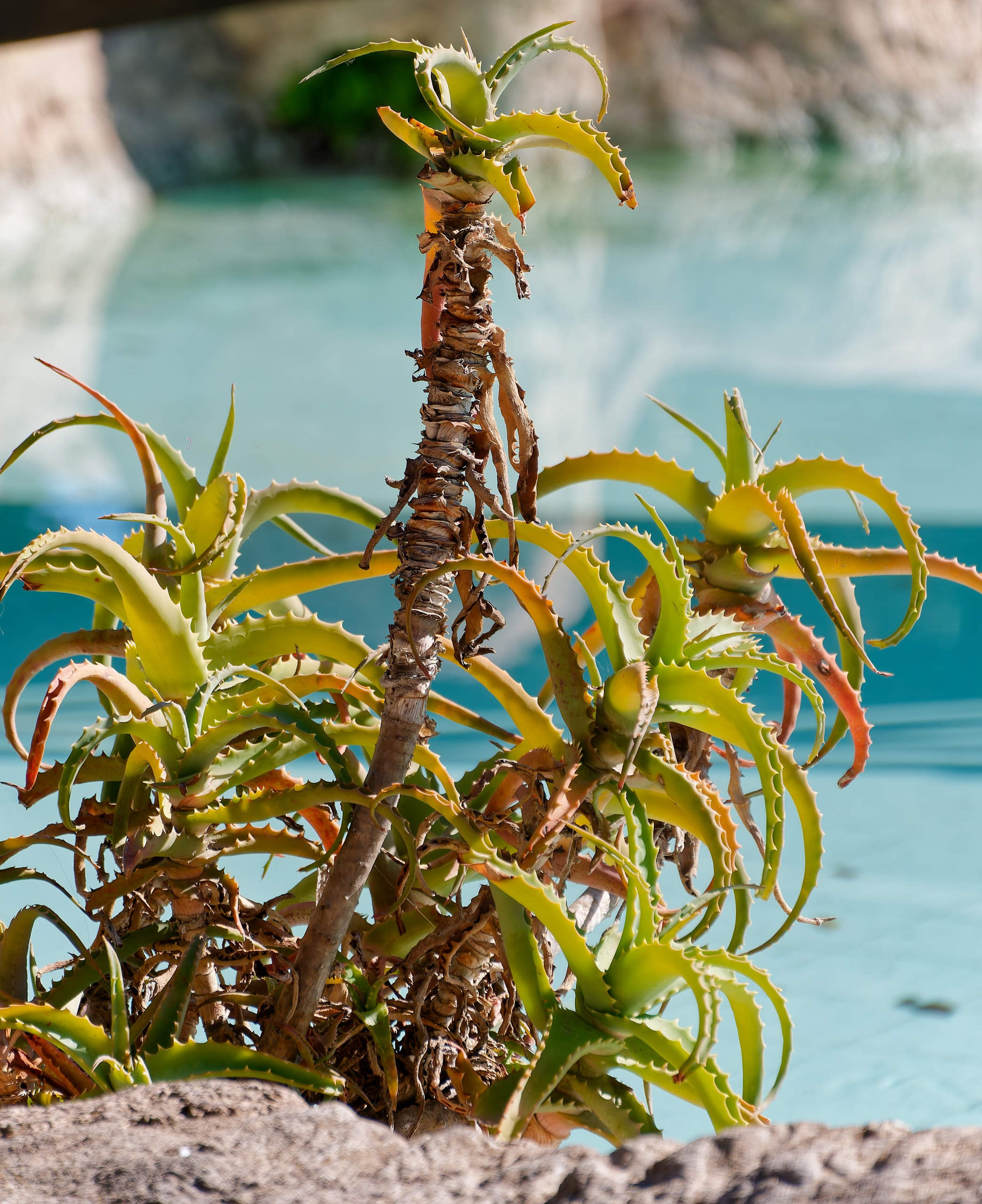 Алания 2025, город, стрит-фото. Избранные фотографии