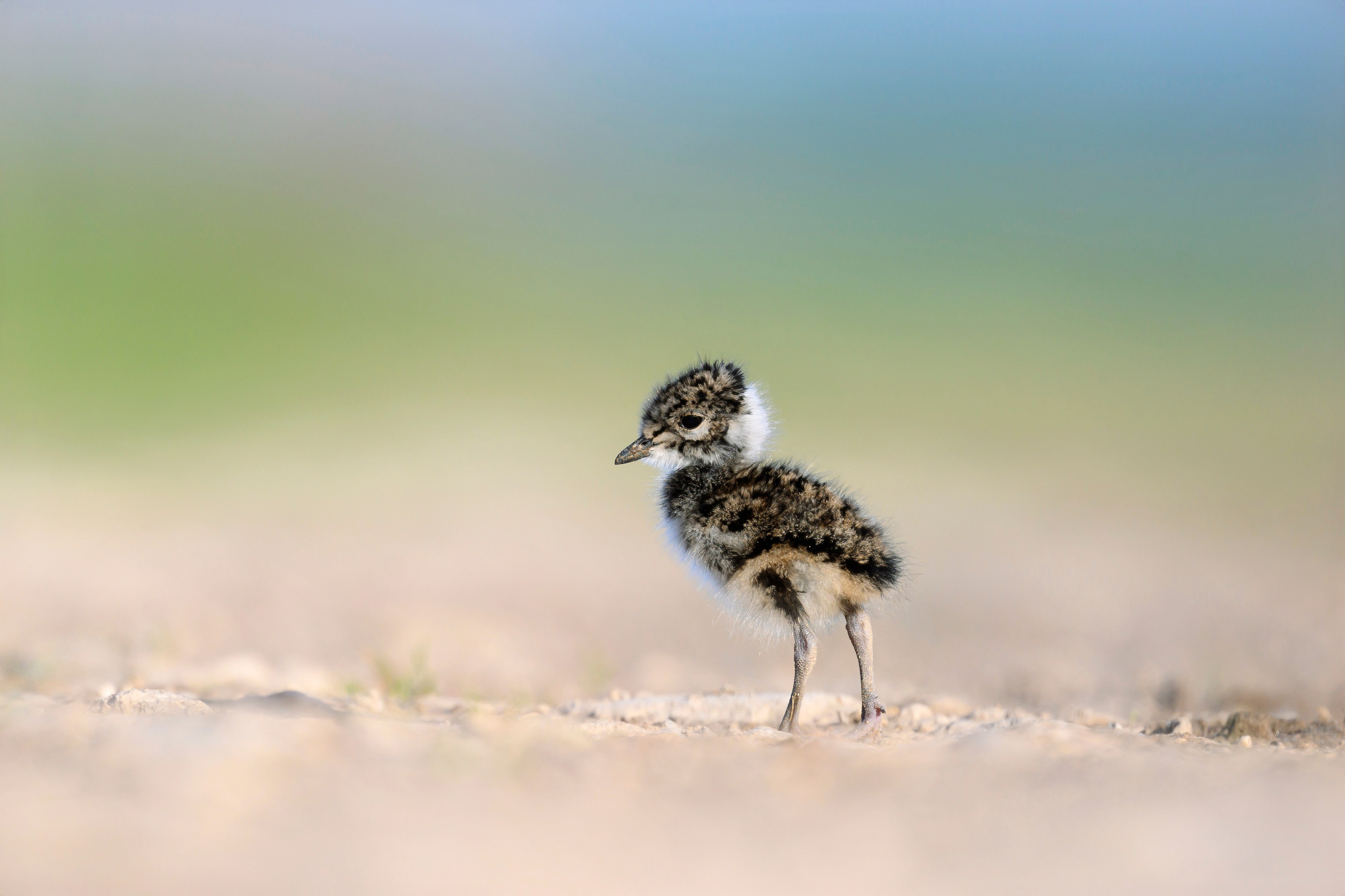 Чибисята. Wildlife photography by Sergey Puponin