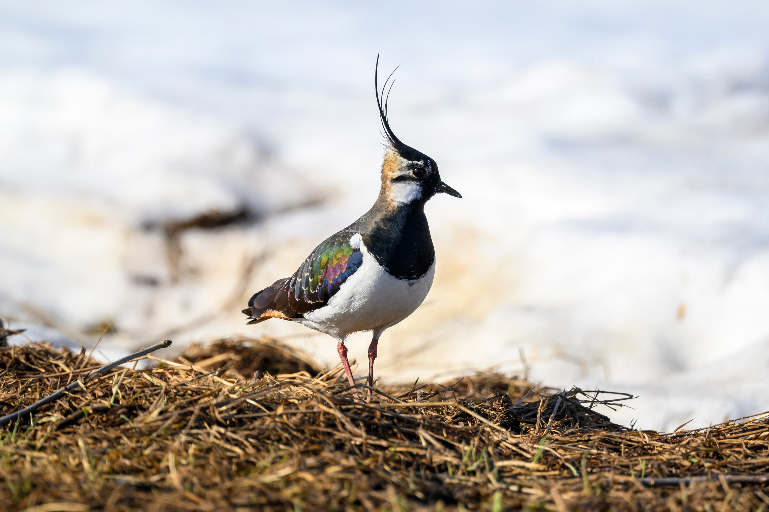 Весна пришла! Пуночки. Фотограф Сергей Пупонин