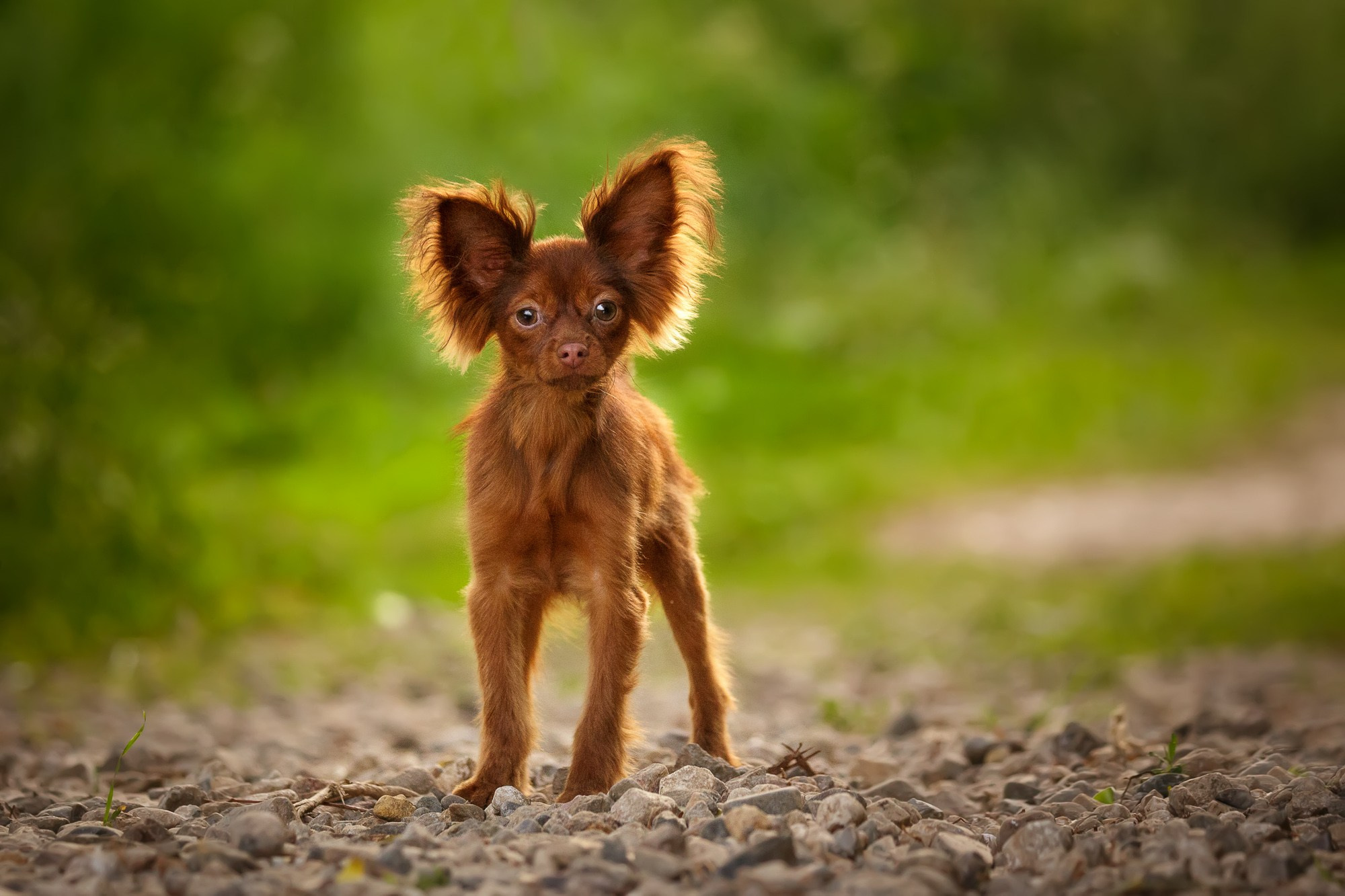 Фотосъёмки щенков. Фотограф-анималист Natalia Deingel | Фотосъемка собак в Москве