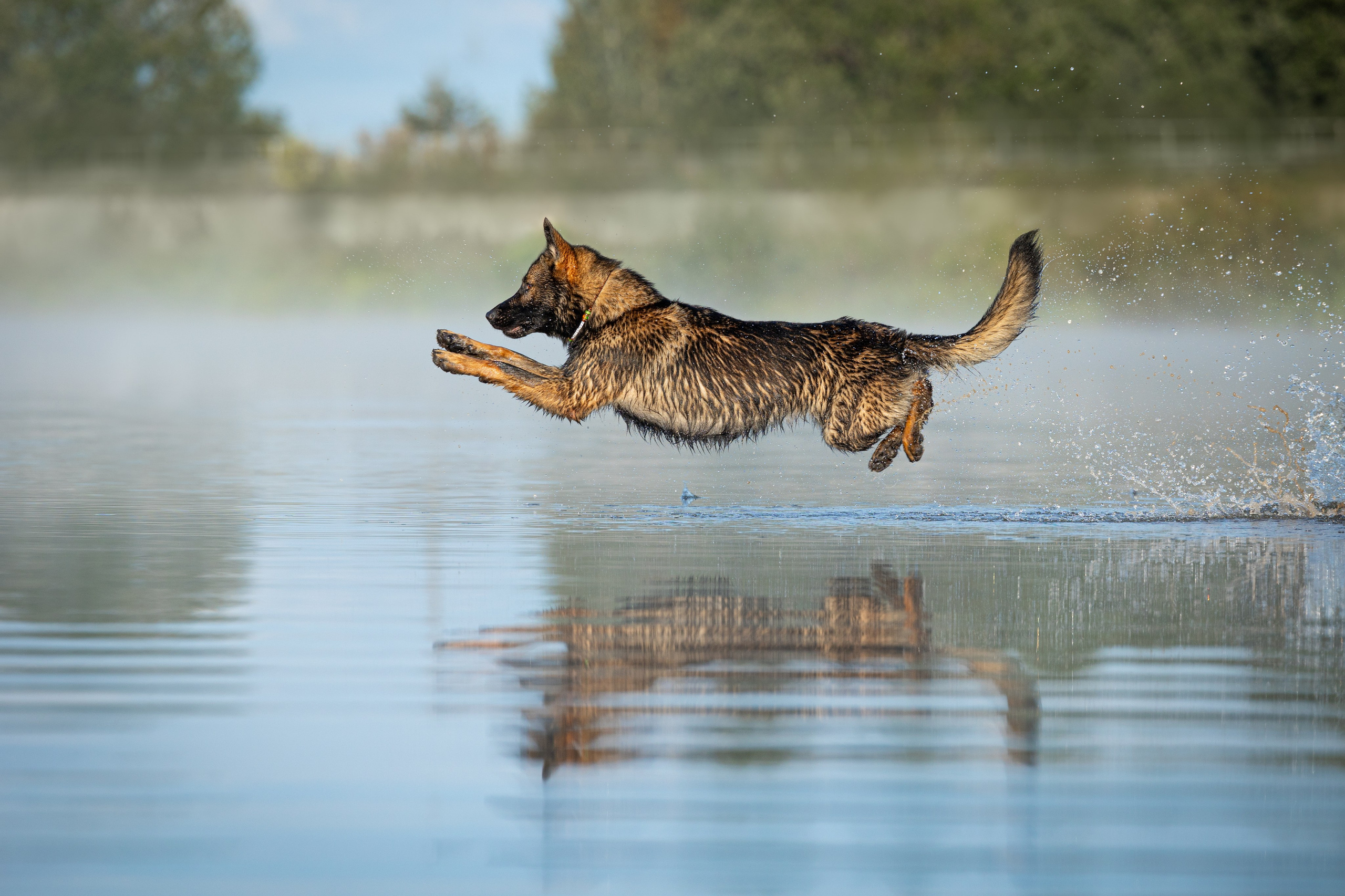 Немецкие овчарки Кетчер и Роскошь. Фотограф-анималист Natalia Deingel | Фотосъемка собак в Москве